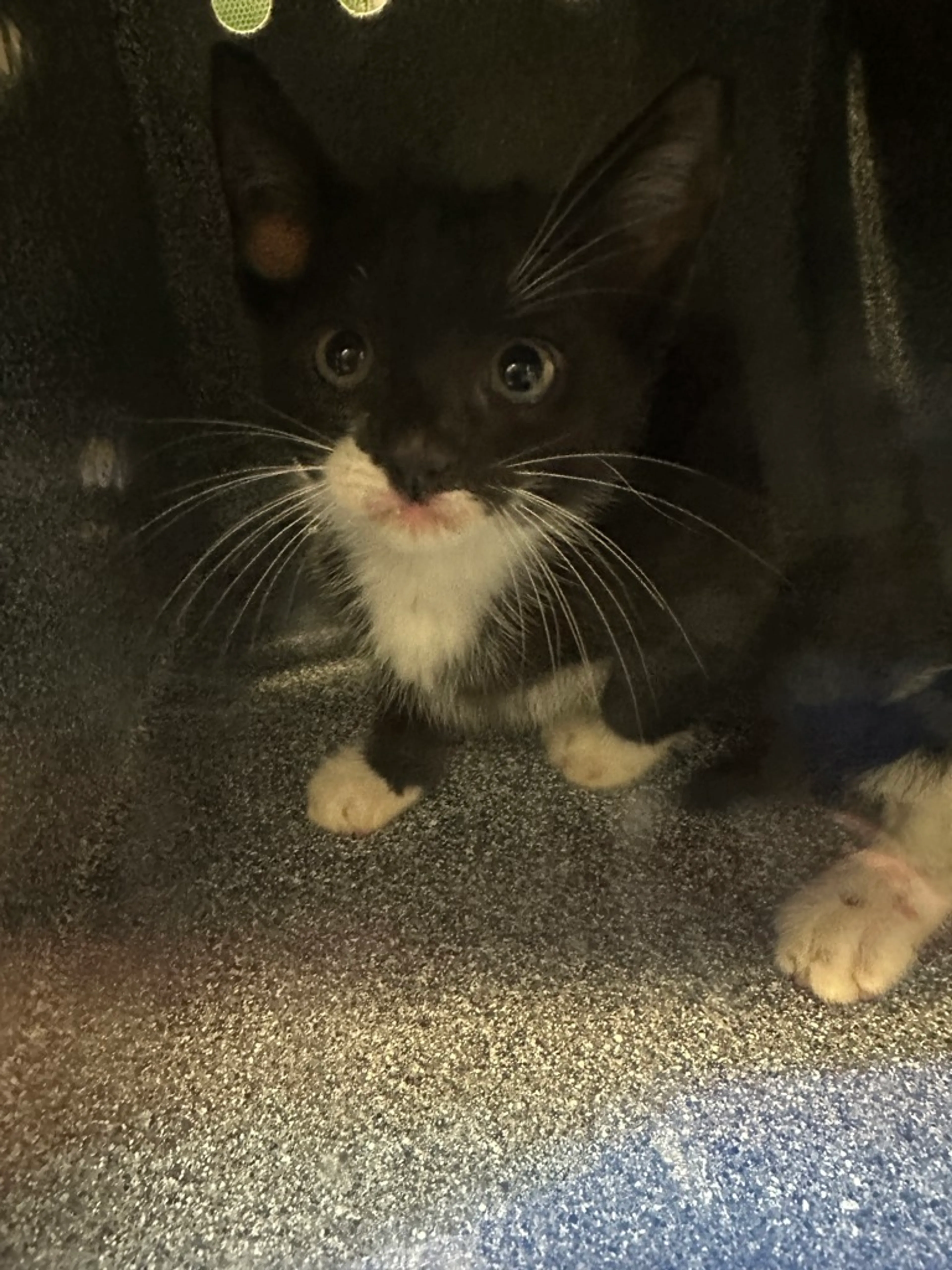 cdn image