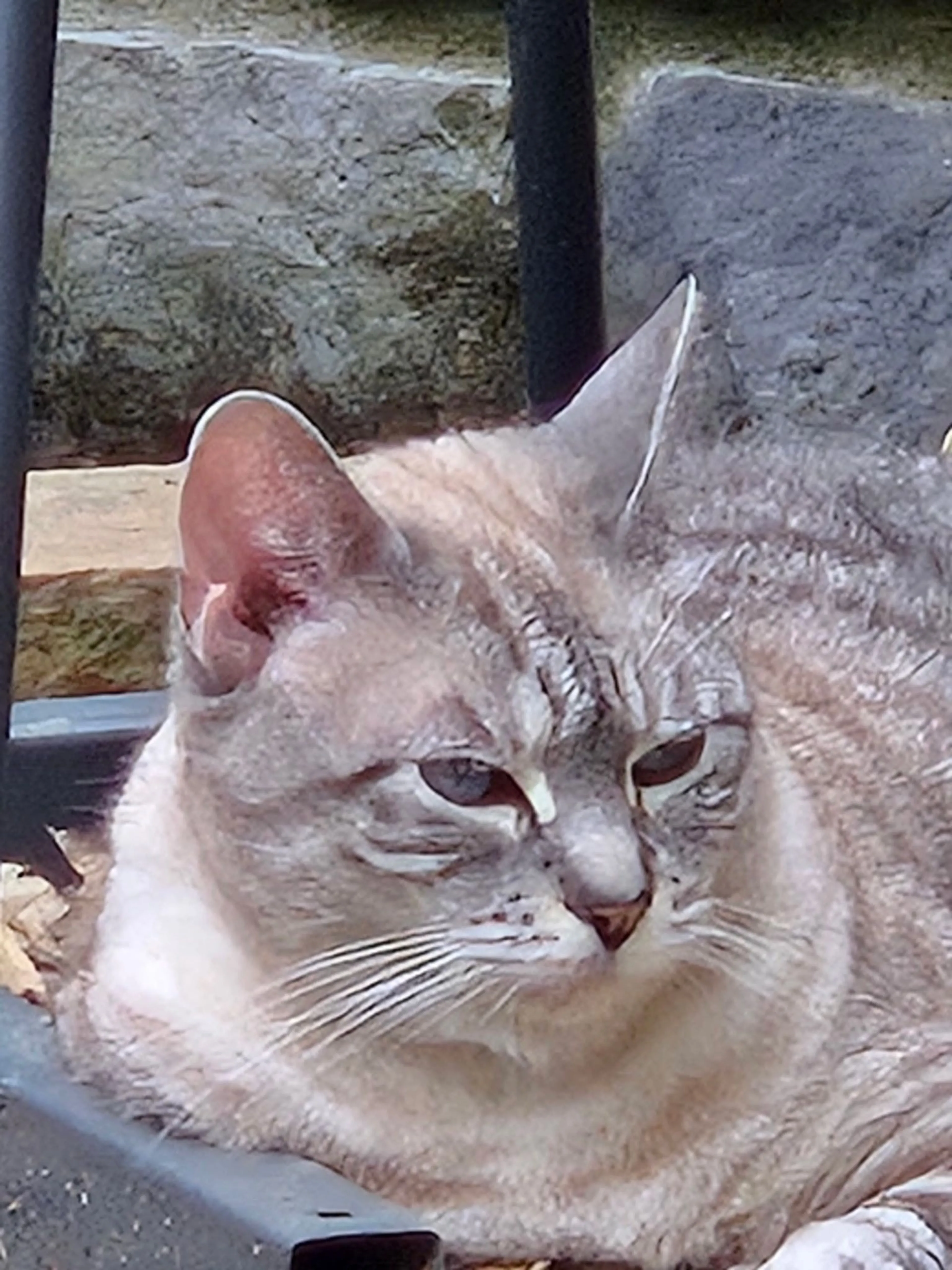 cdn image