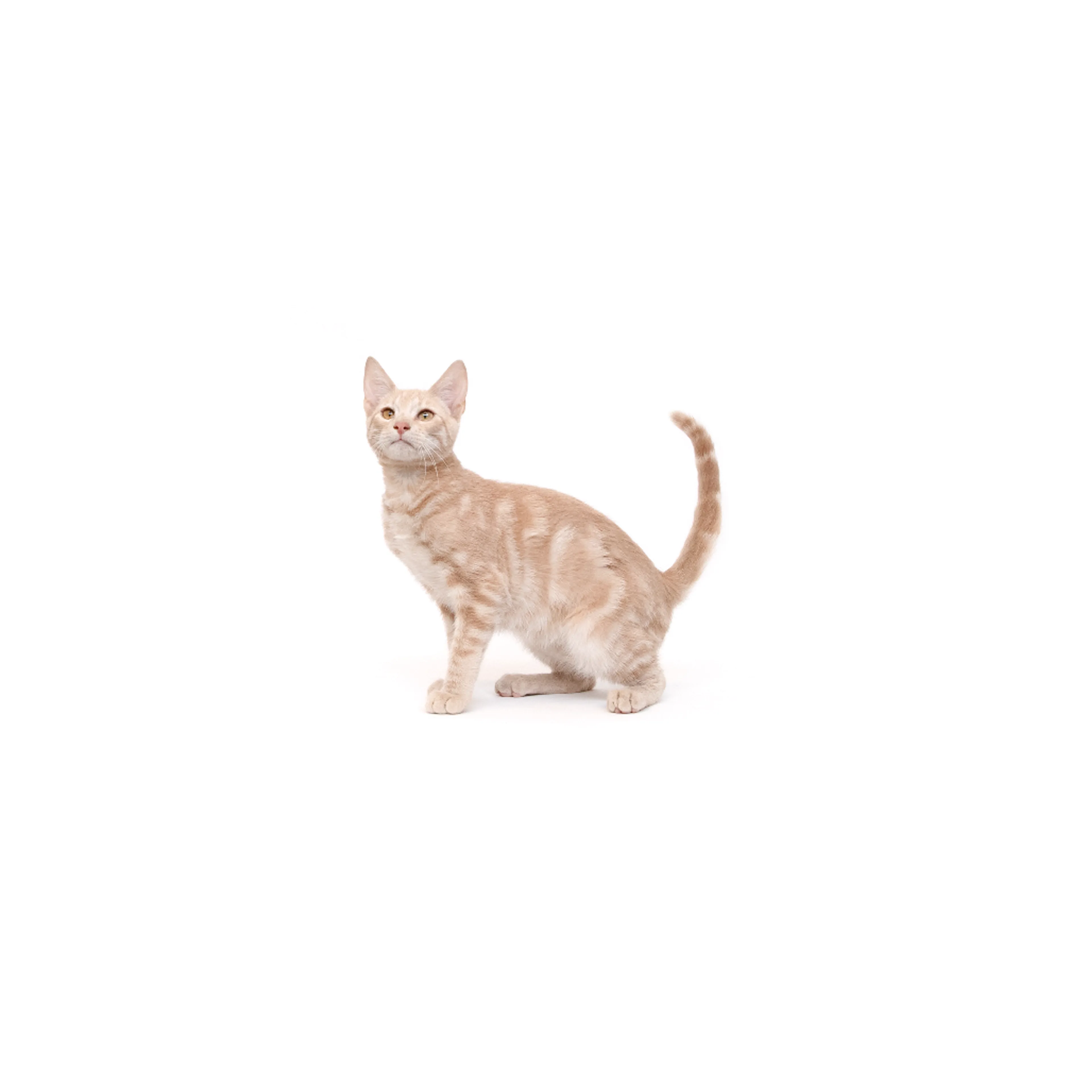 cdn image
