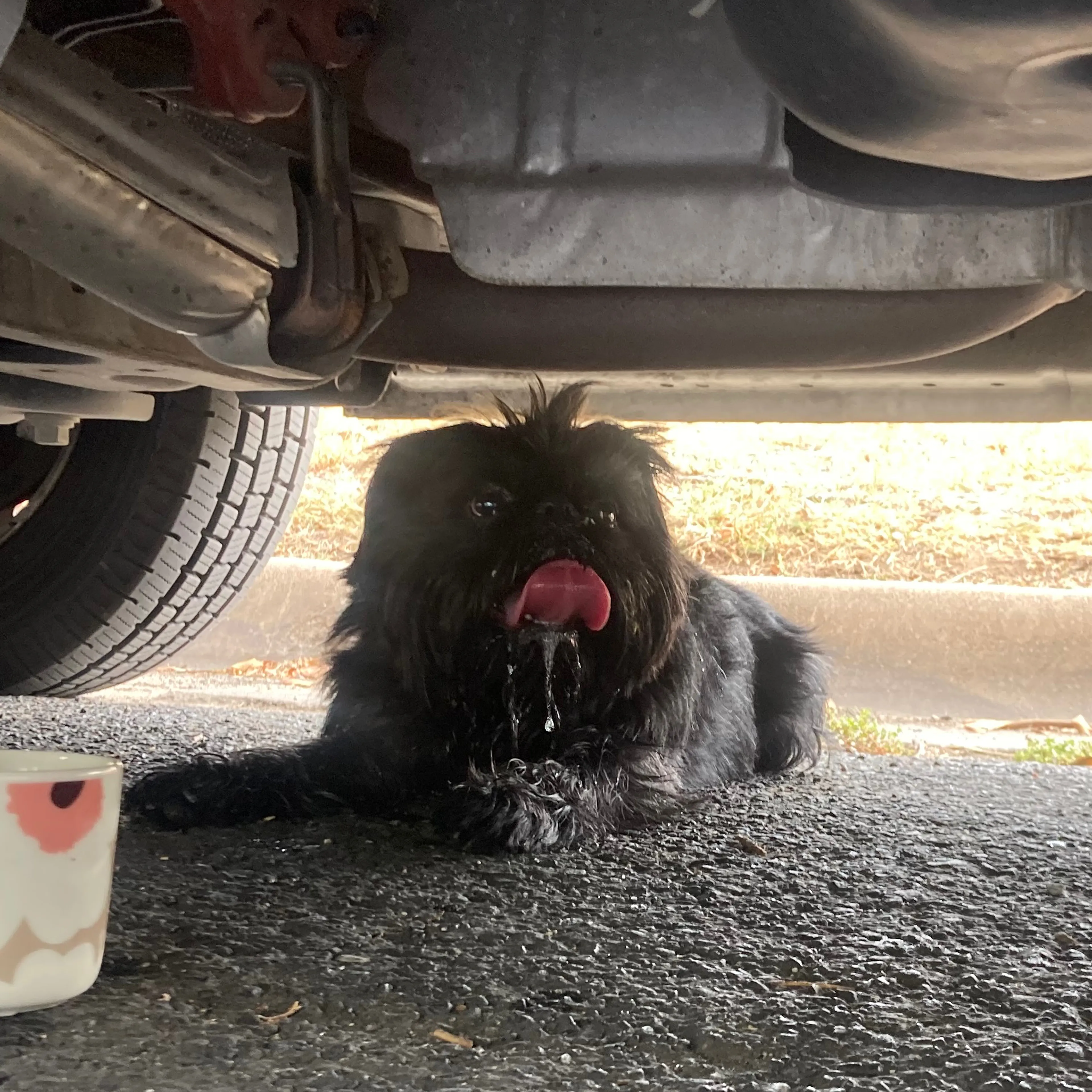 cdn image