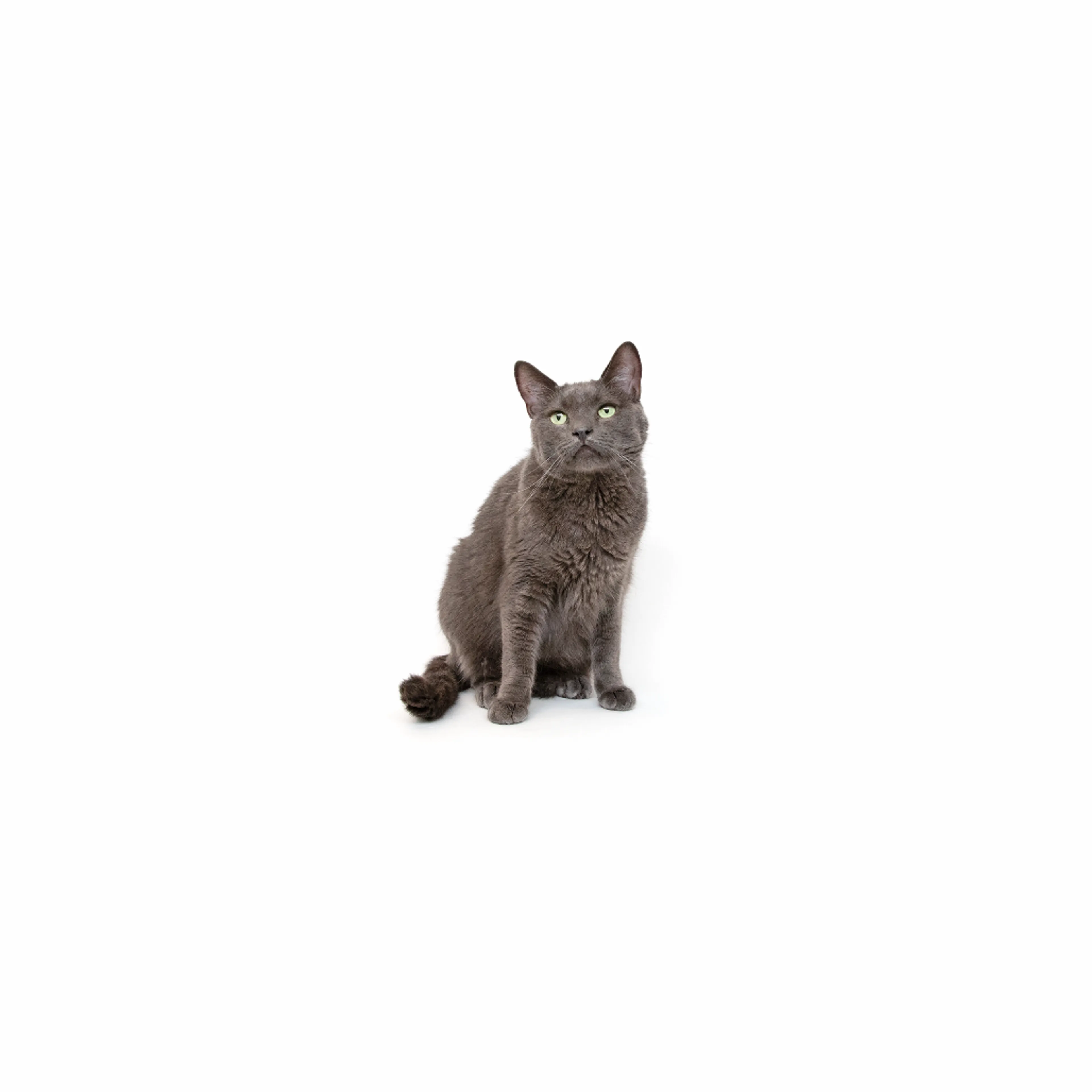 cdn image