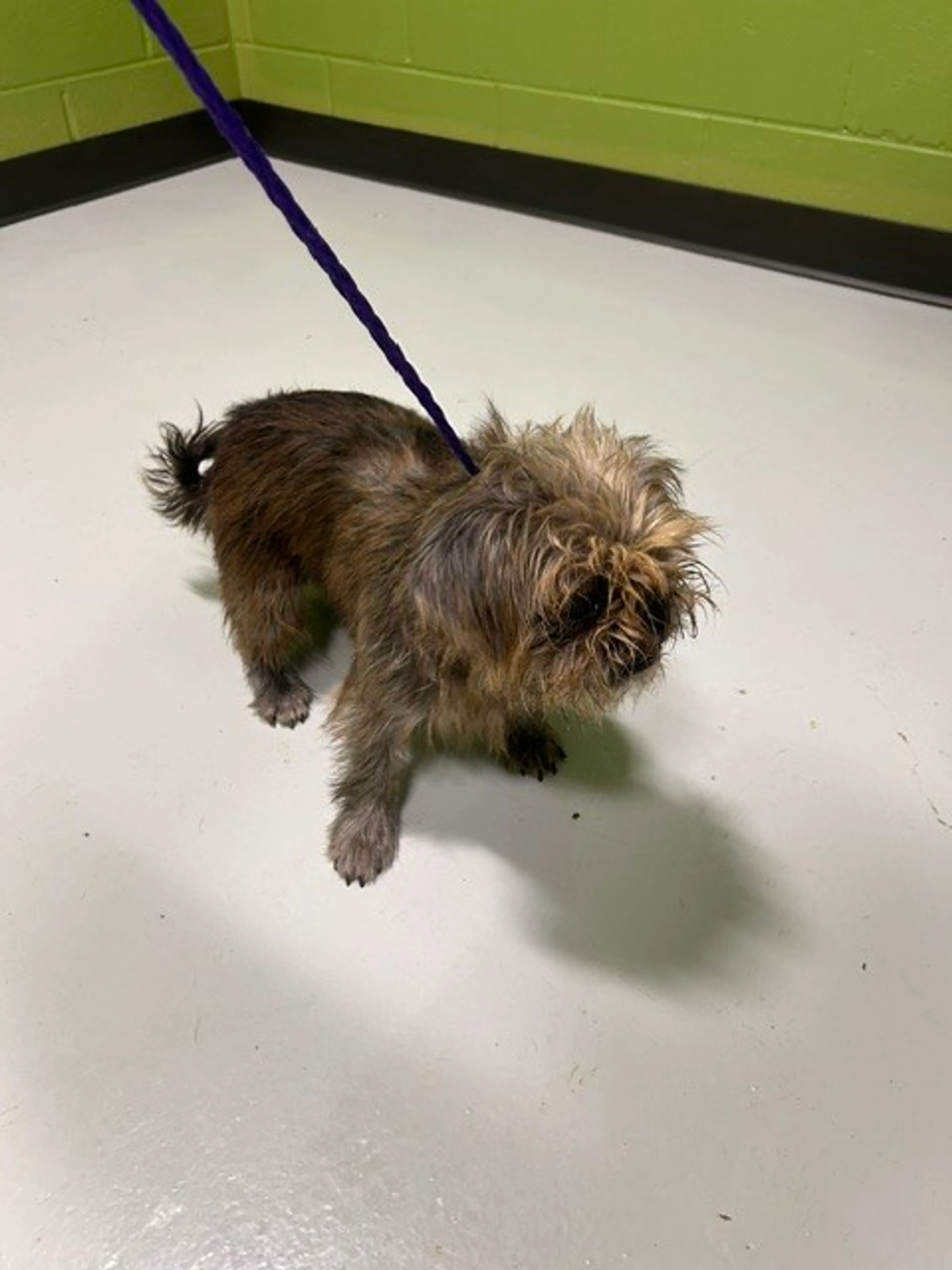 cdn image