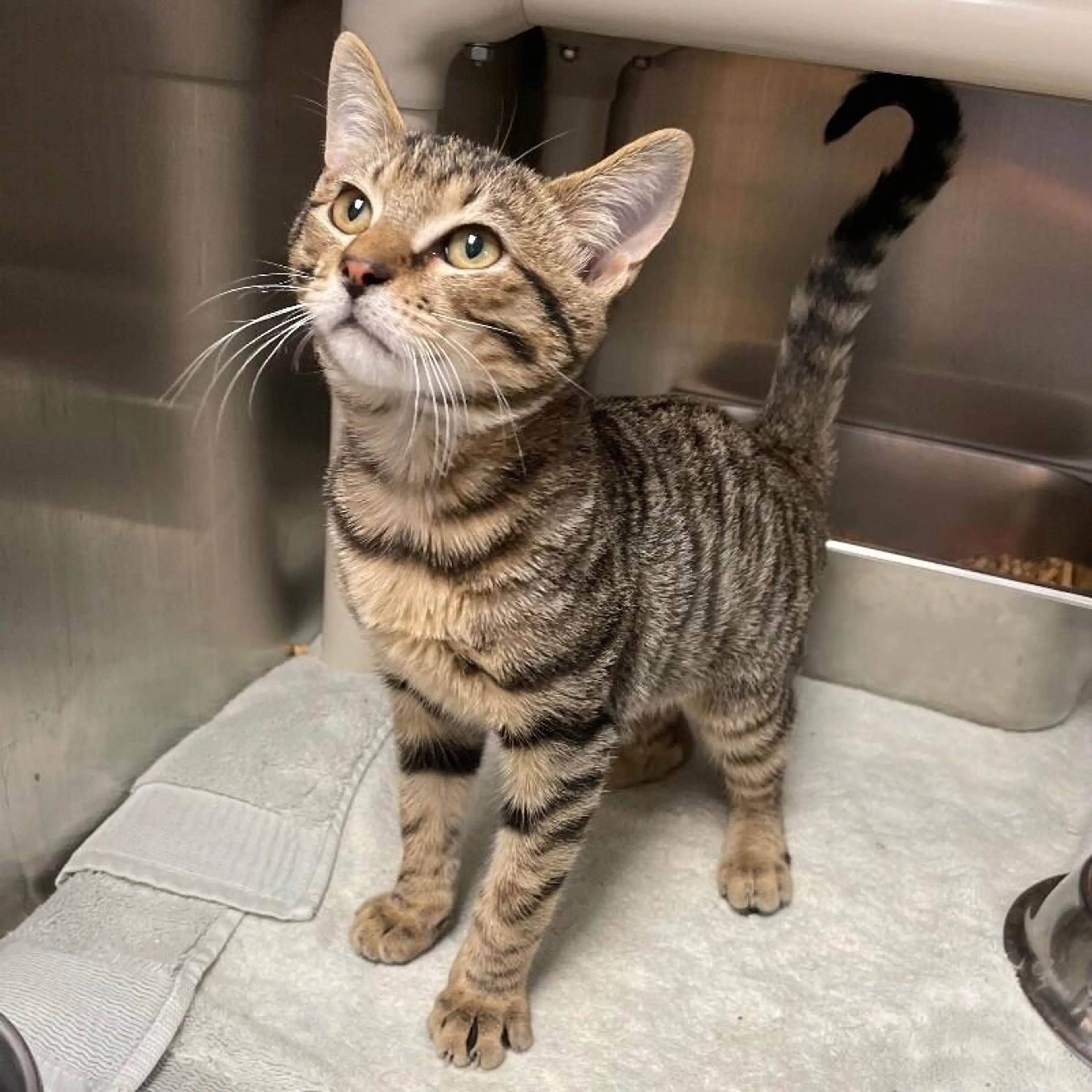 cdn image