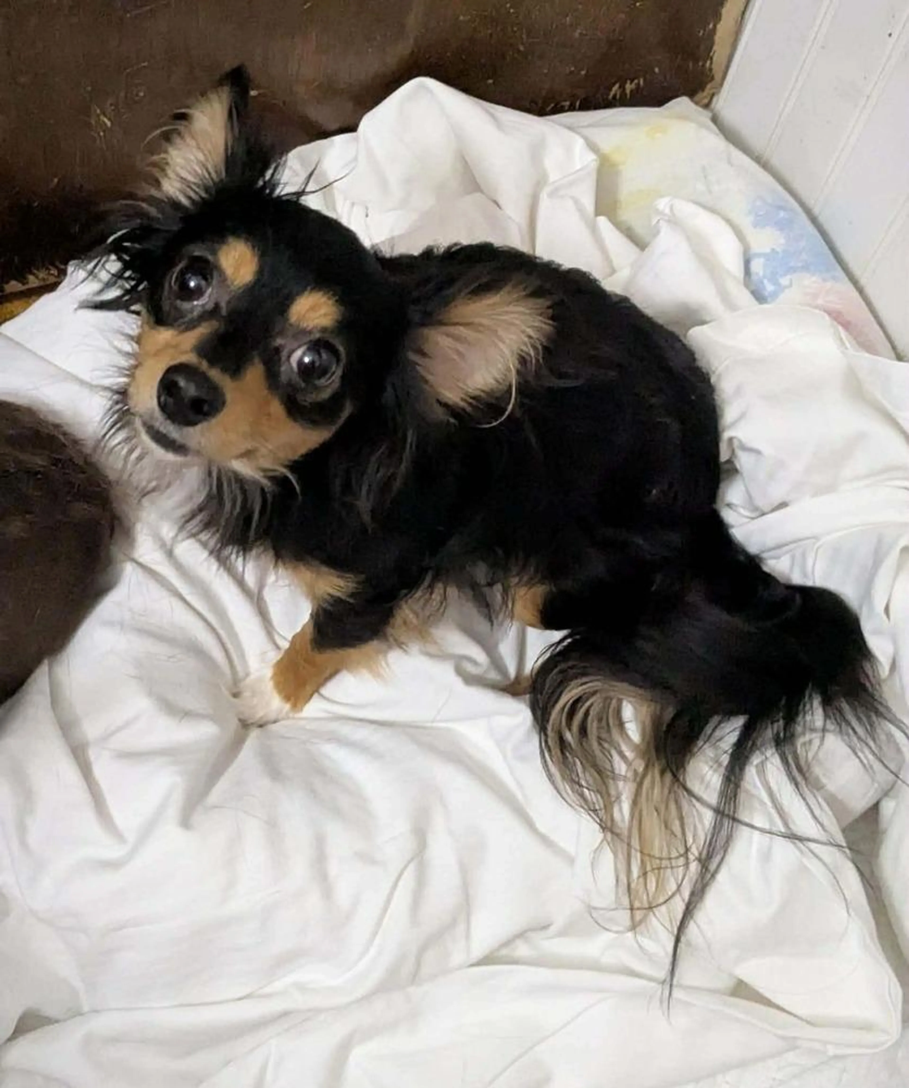 cdn image