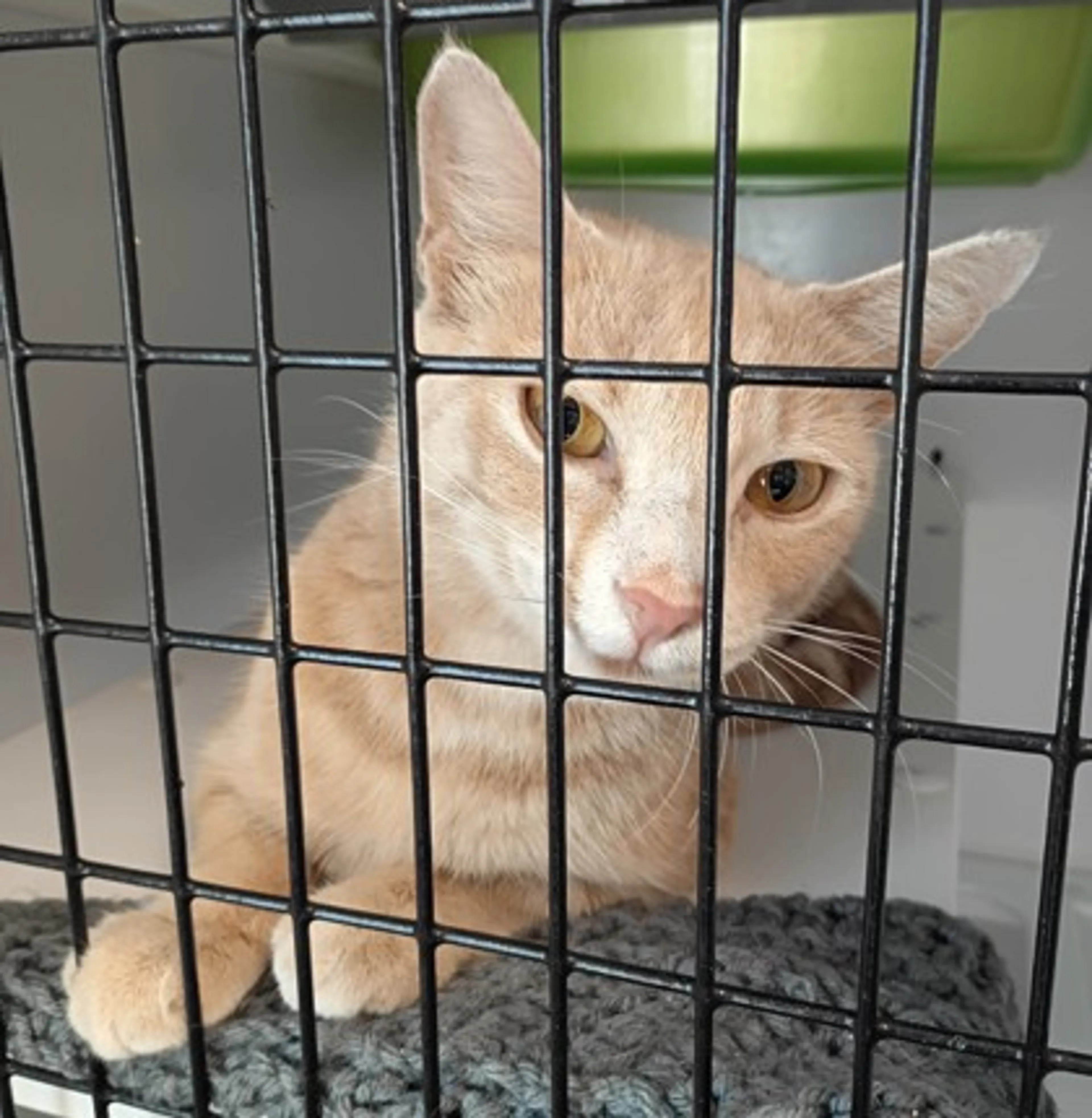 cdn image
