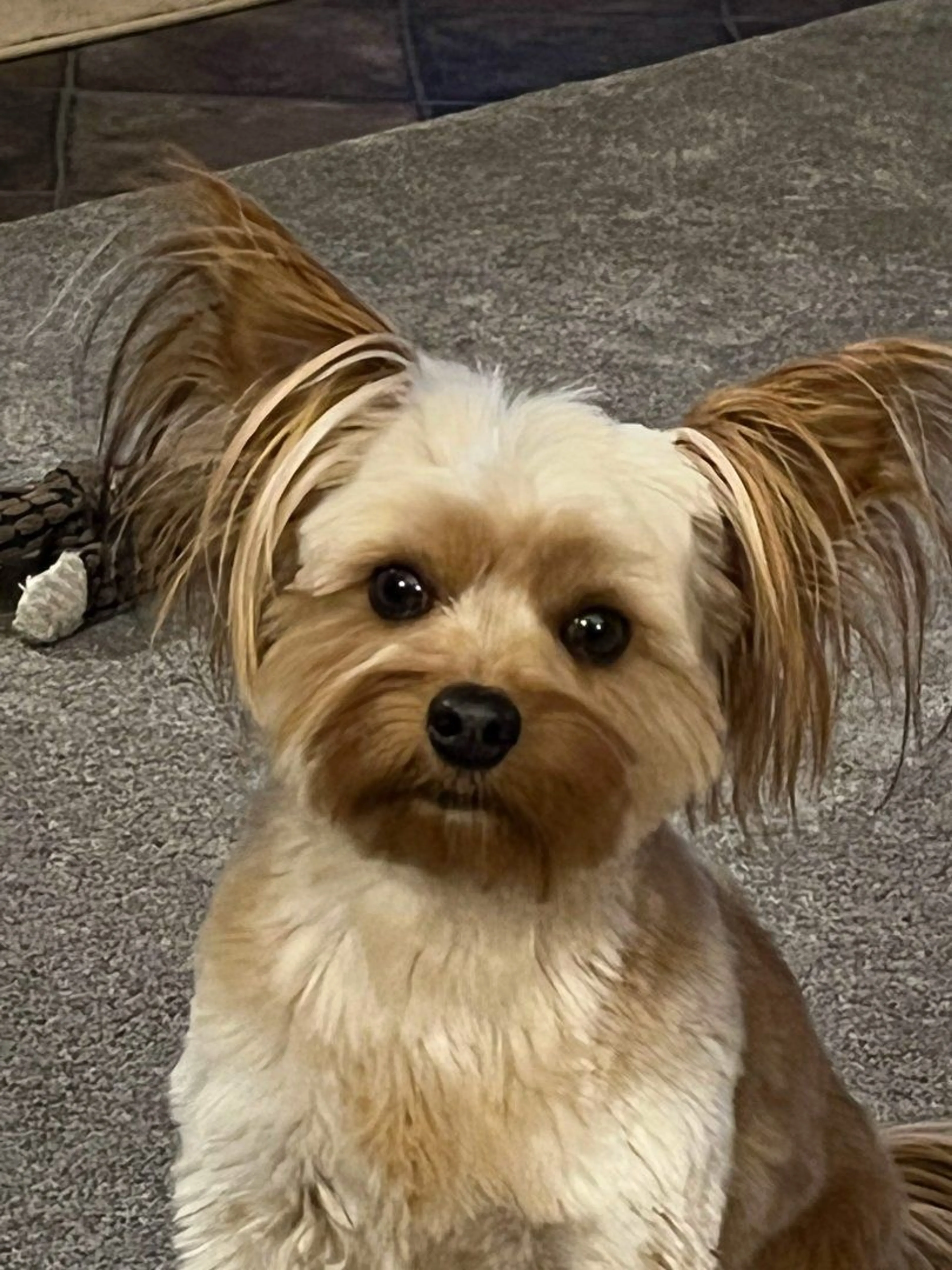 cdn image