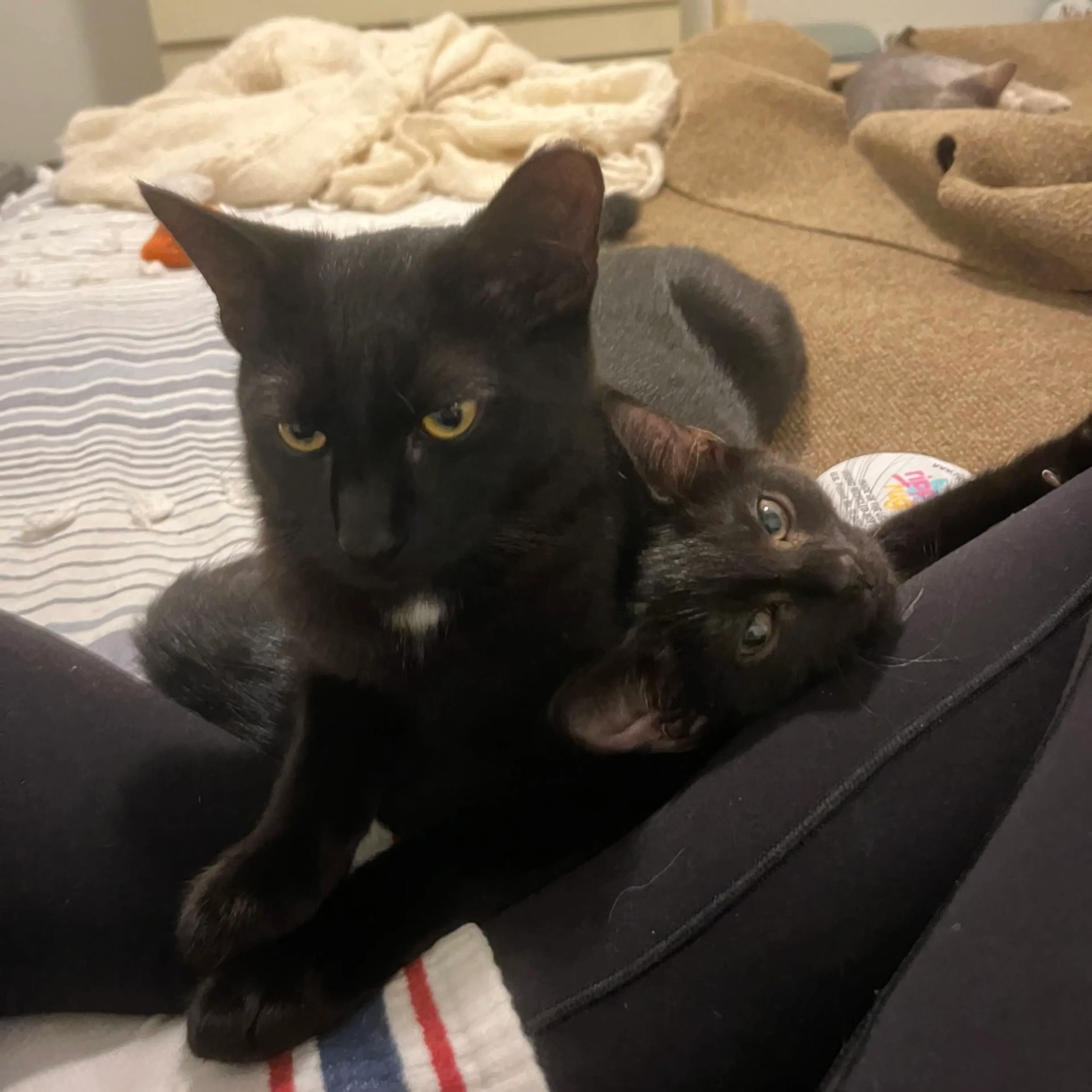 cdn image