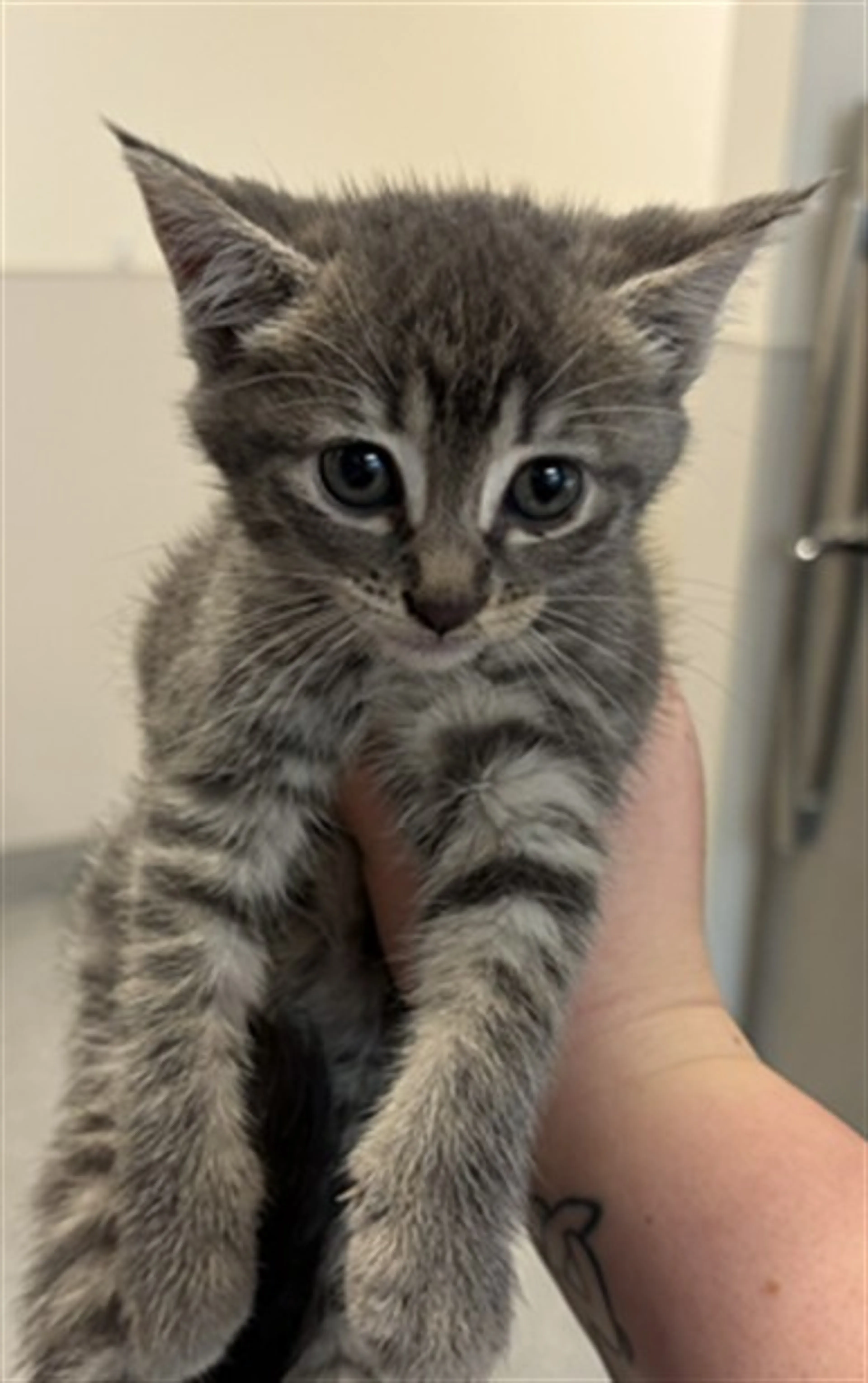 cdn image