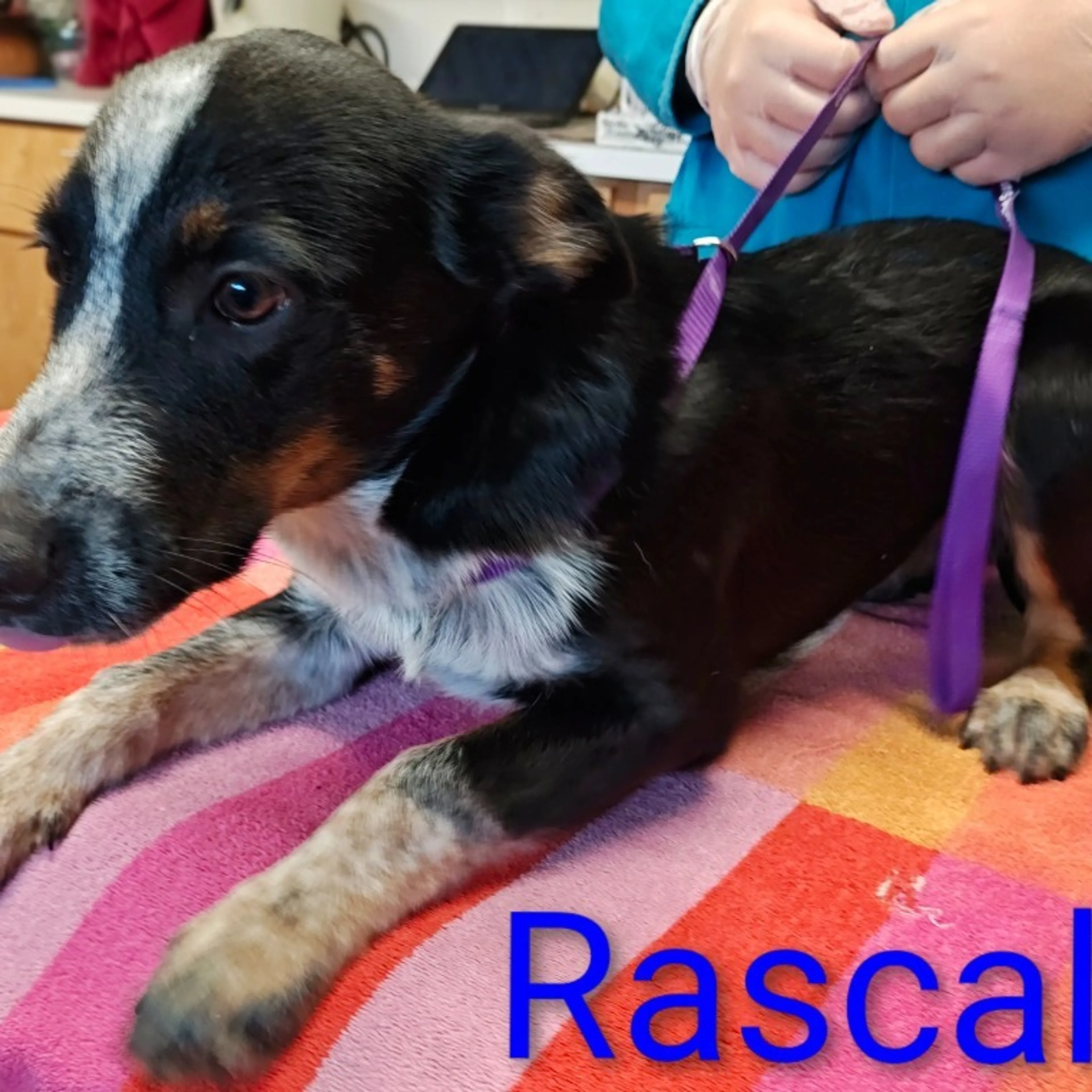 cdn image