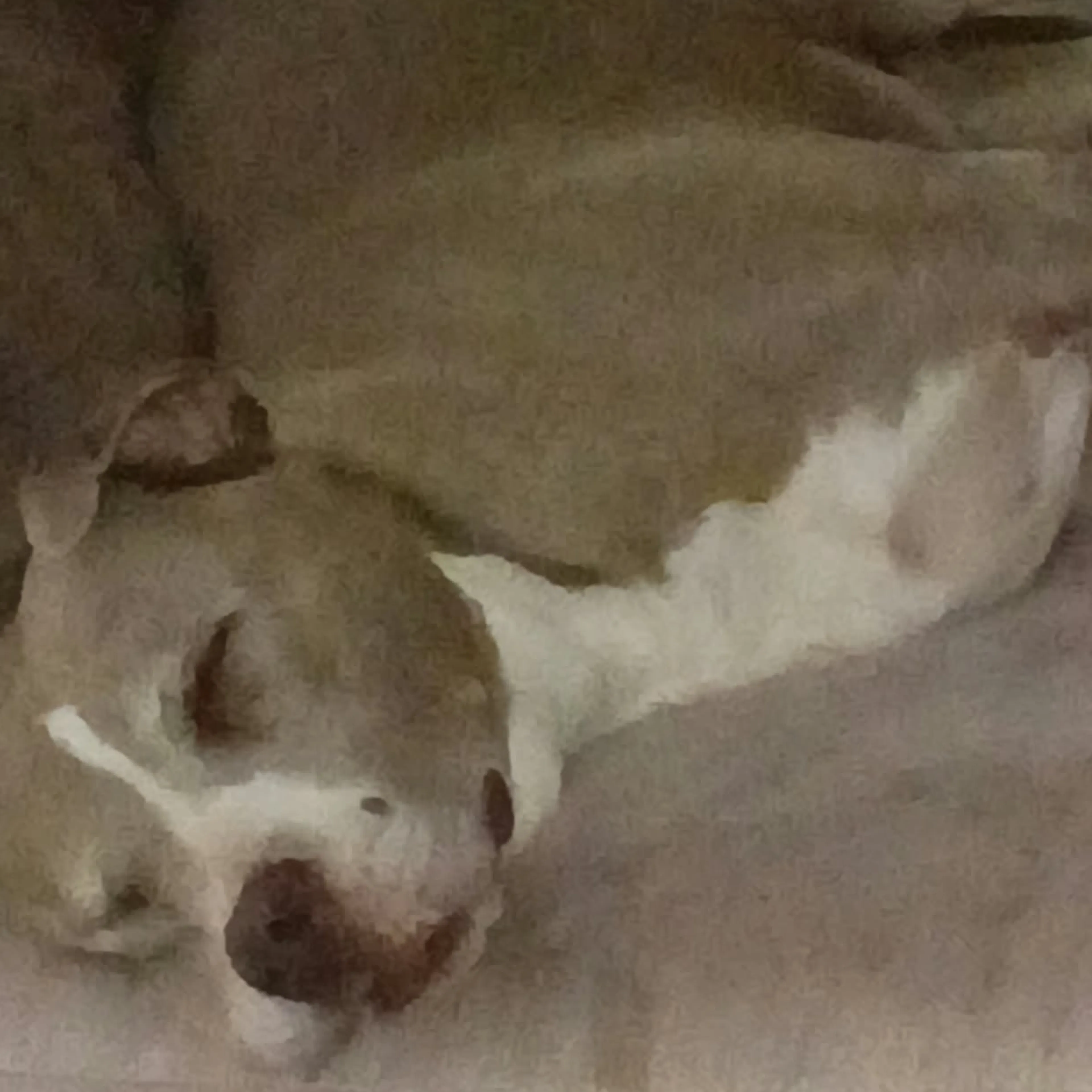 cdn image