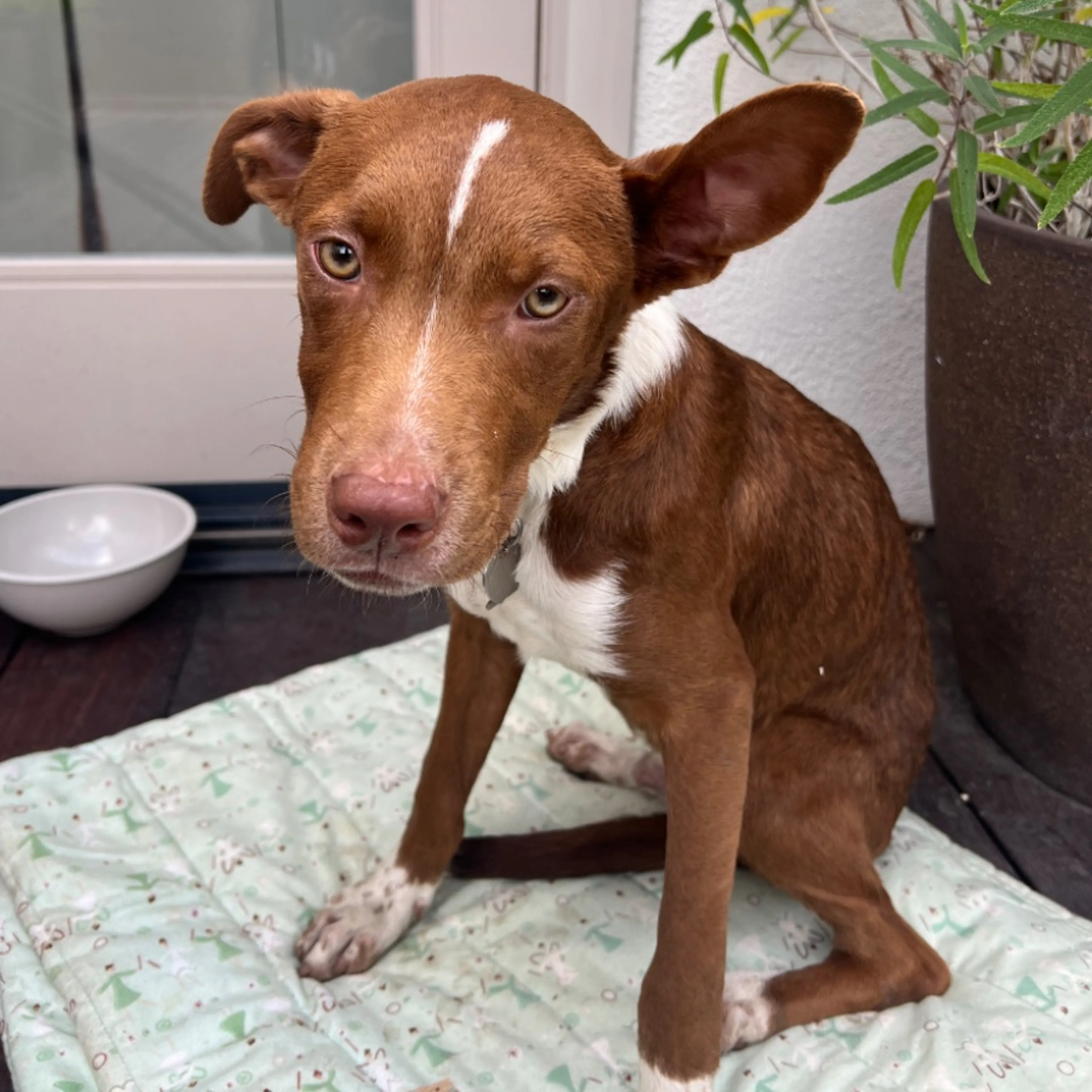 cdn image