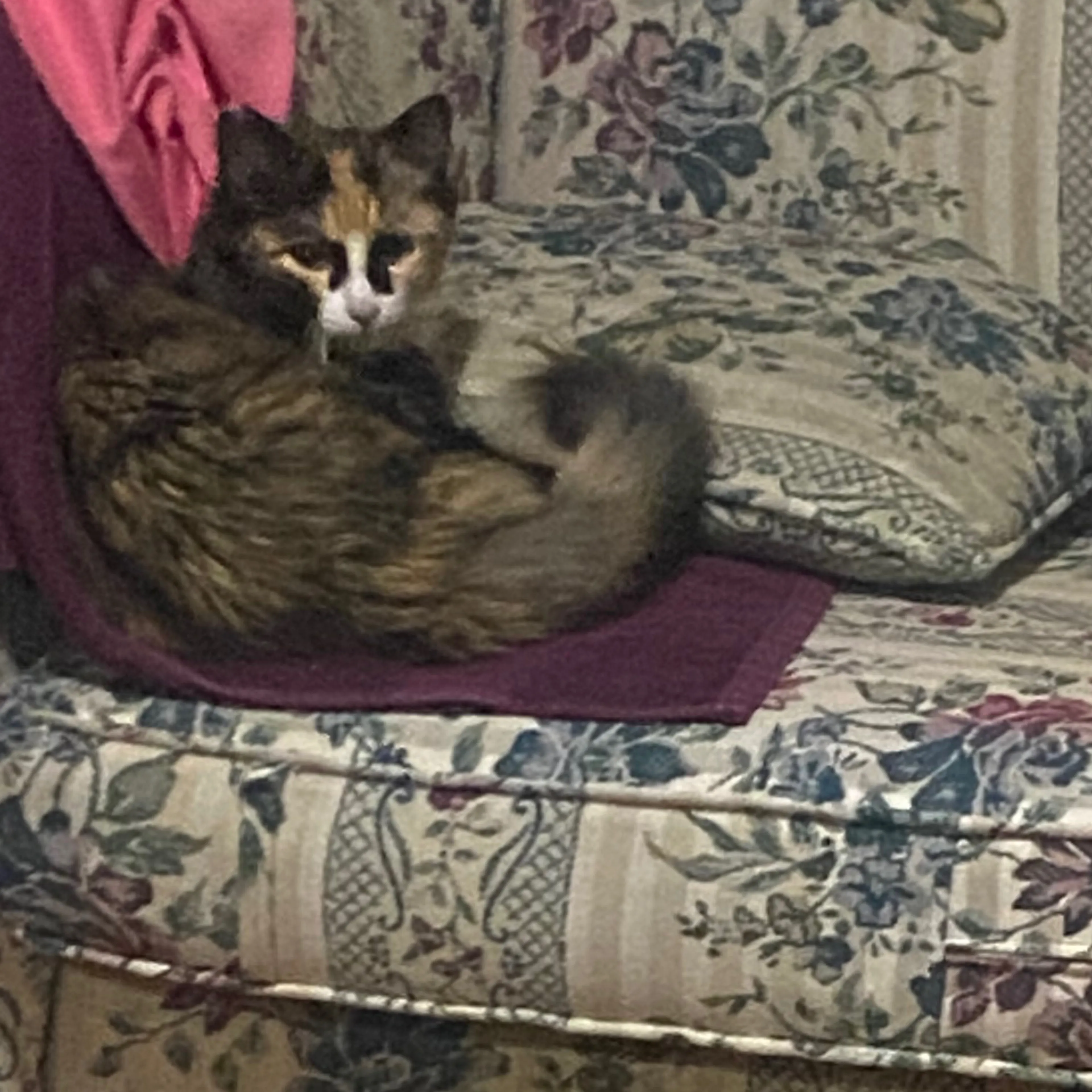 cdn image