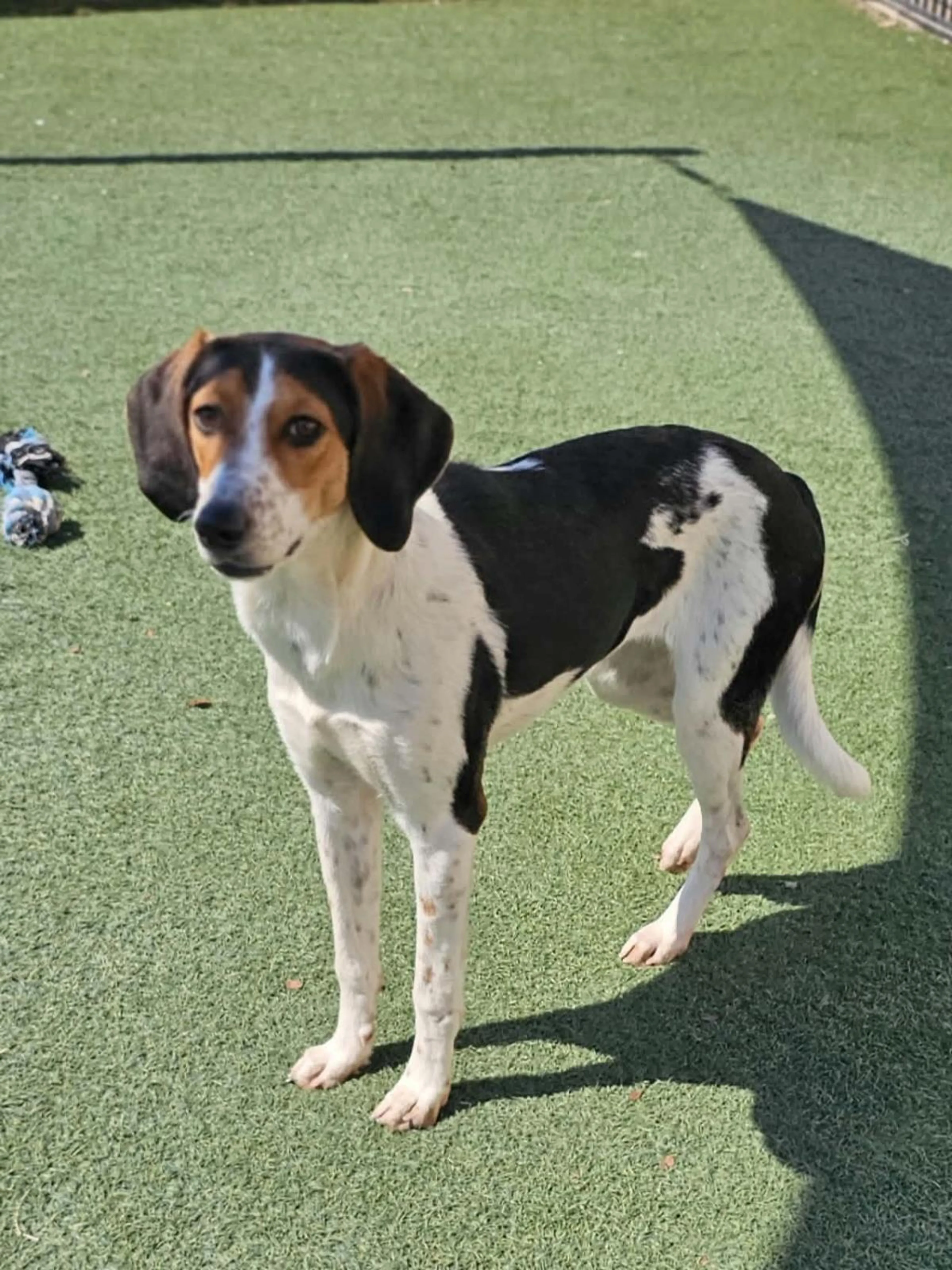 cdn image