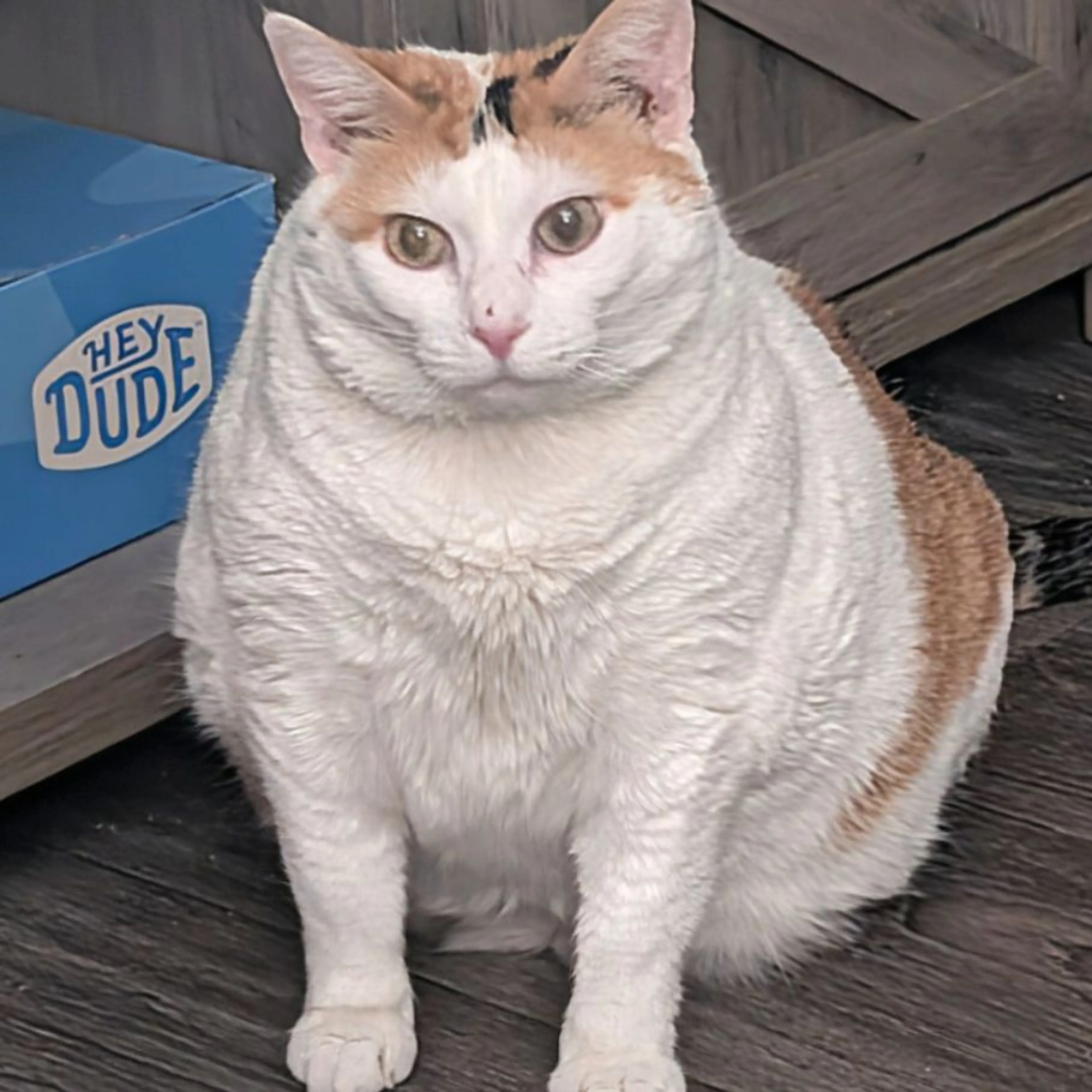 cdn image