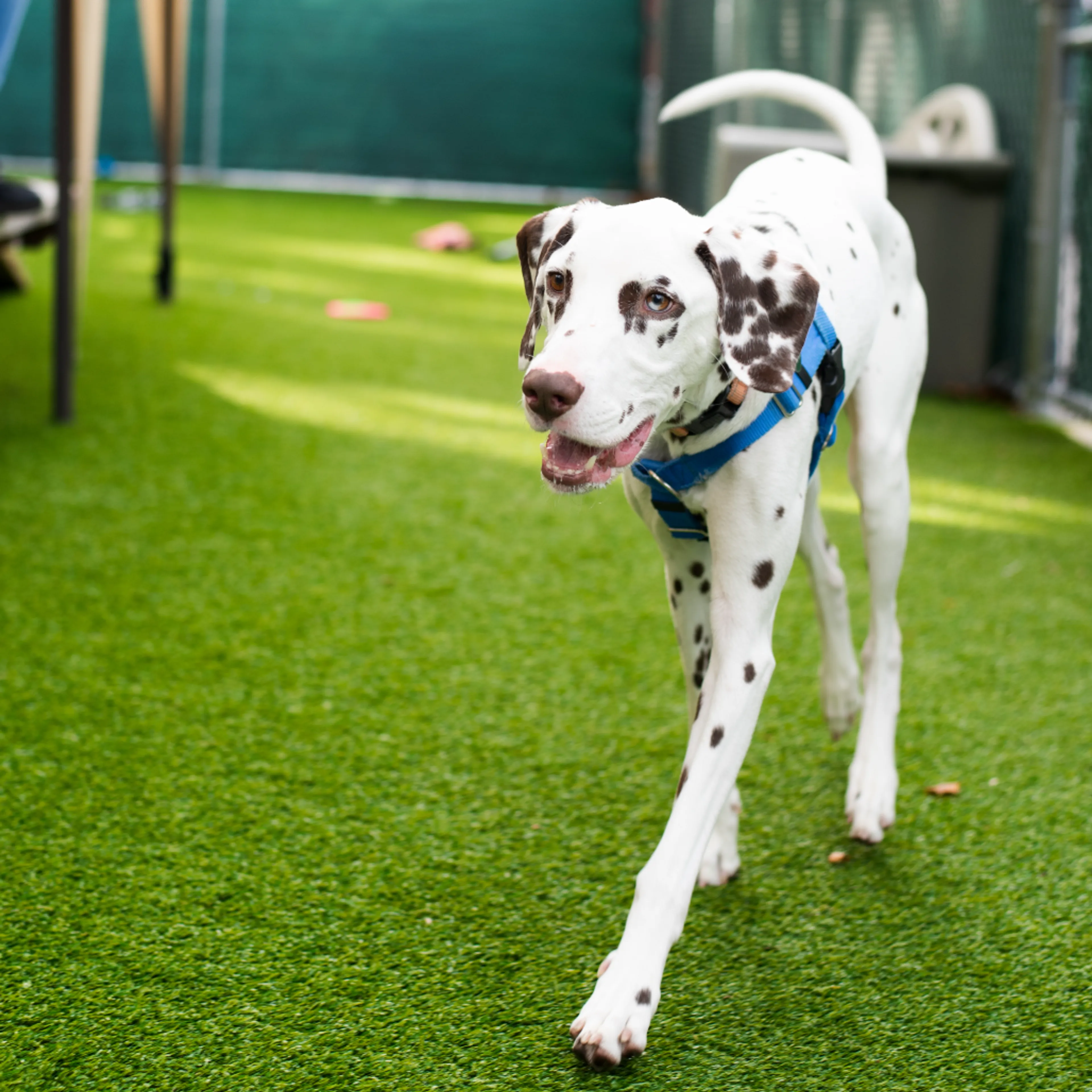 cdn image