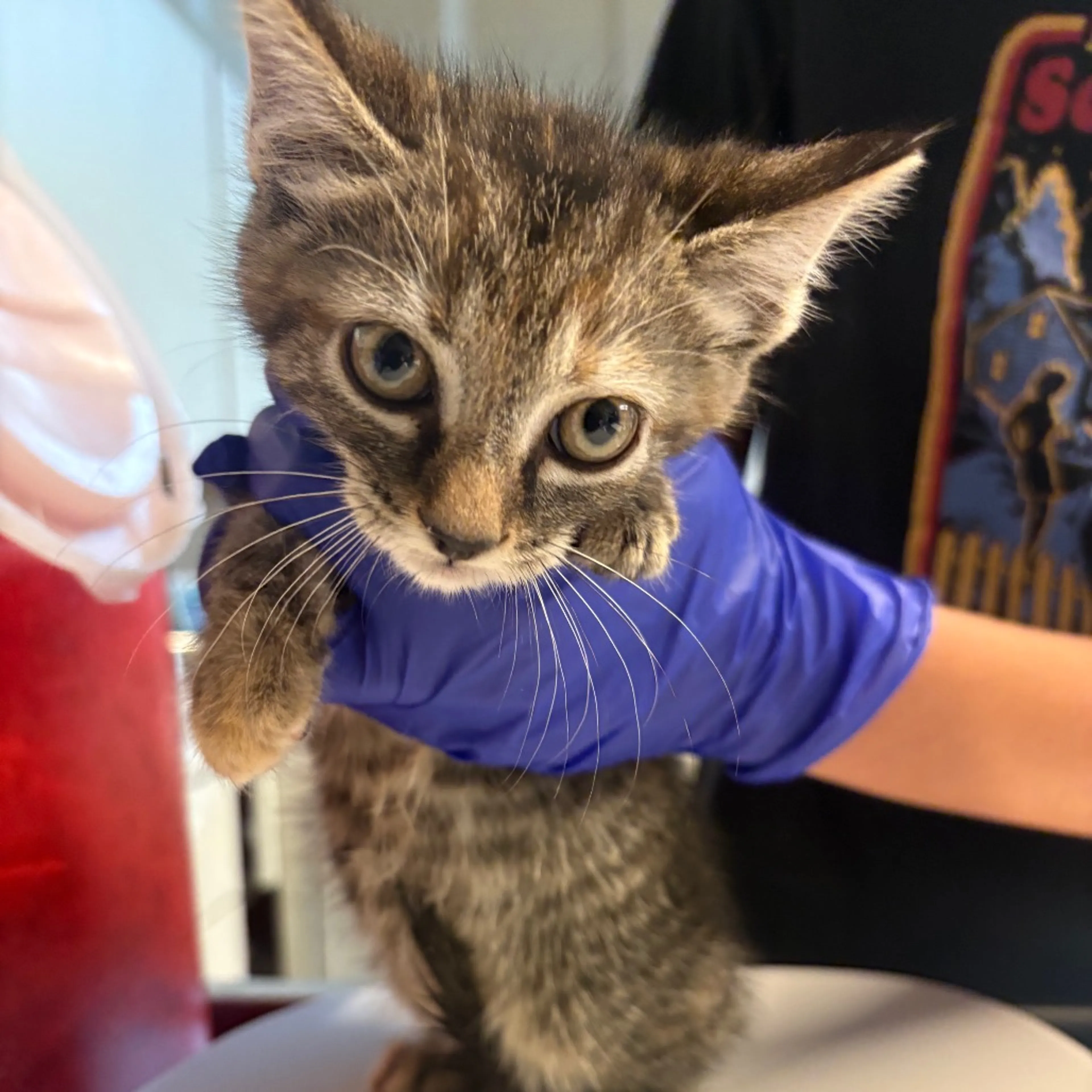 cdn image