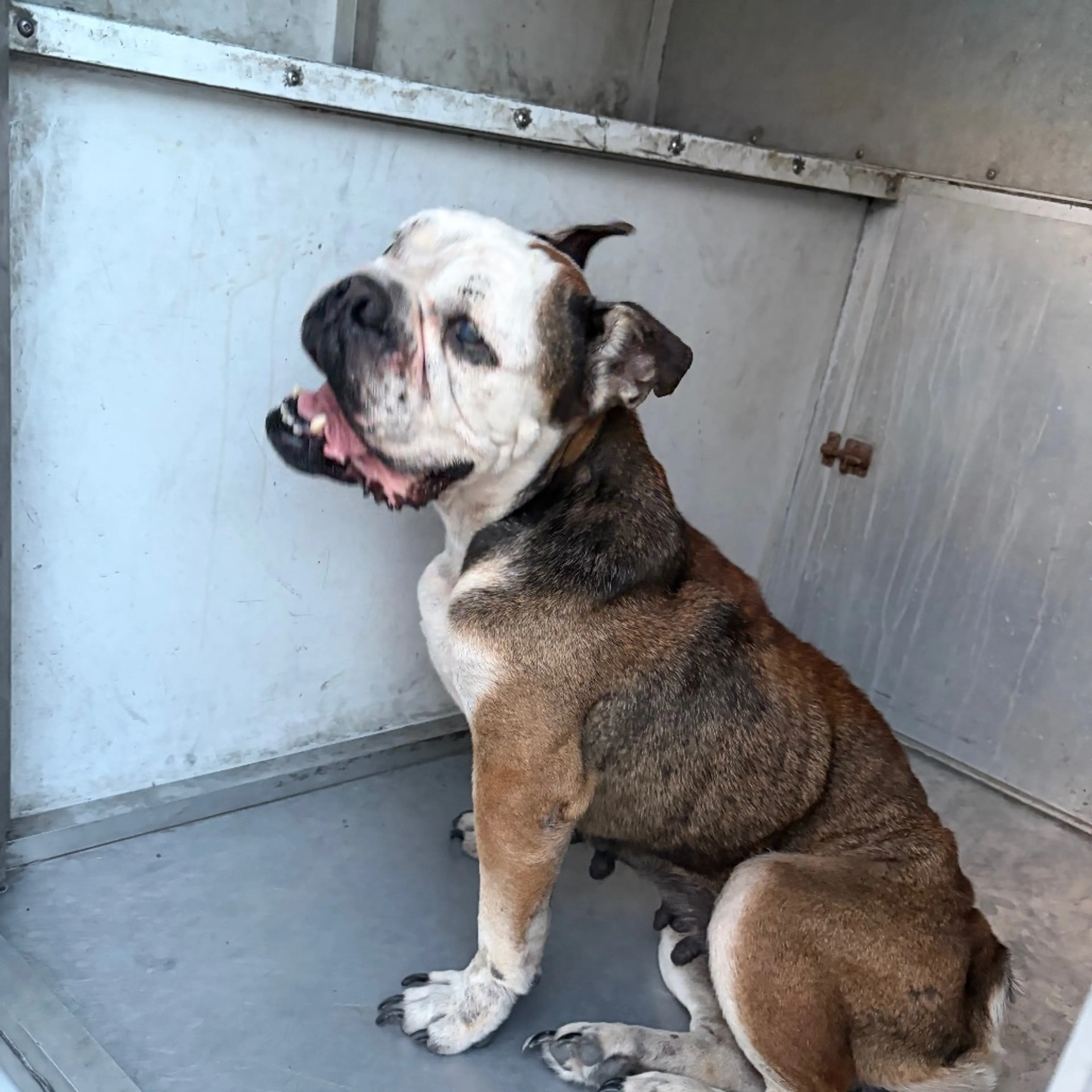 cdn image