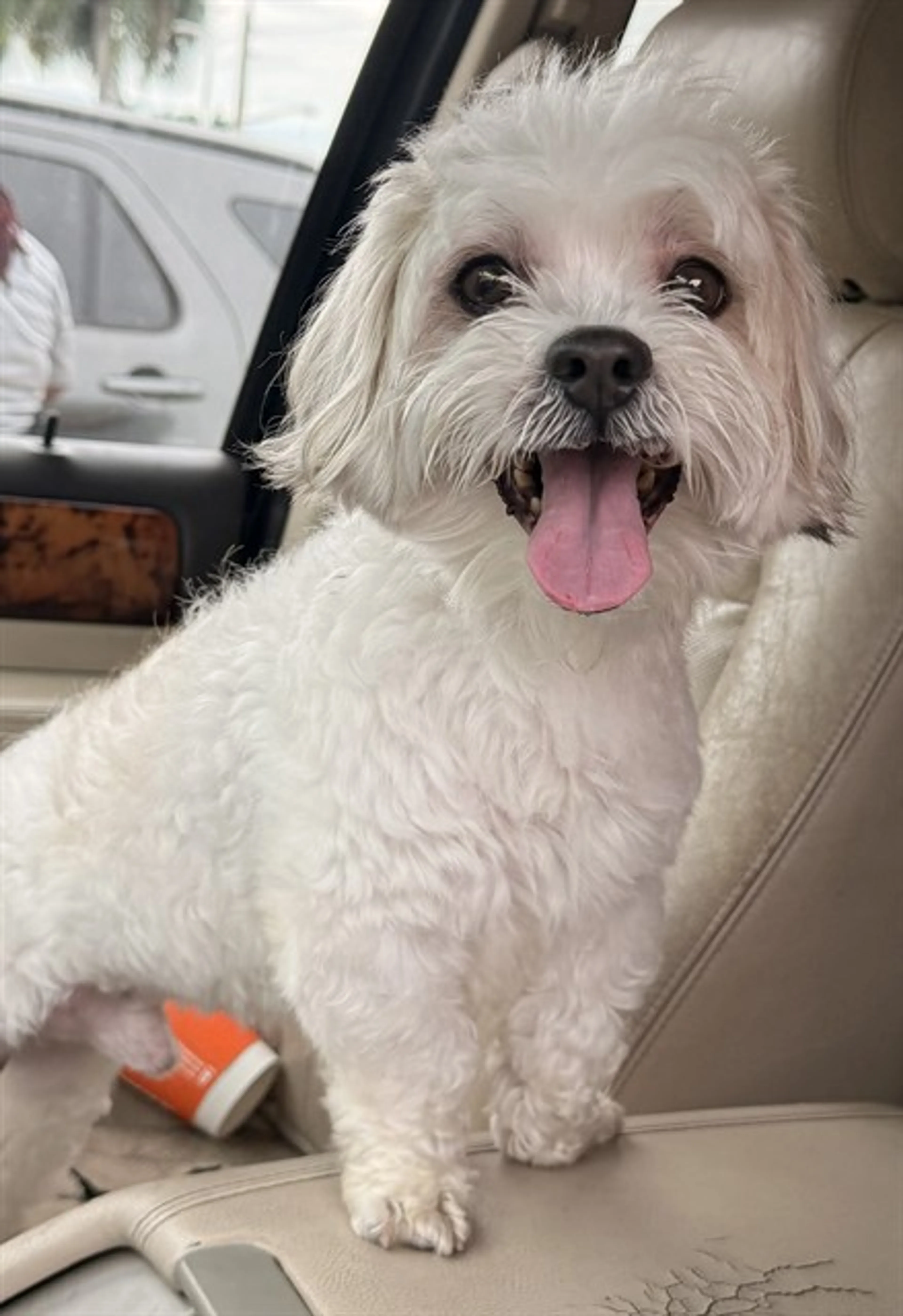 cdn image