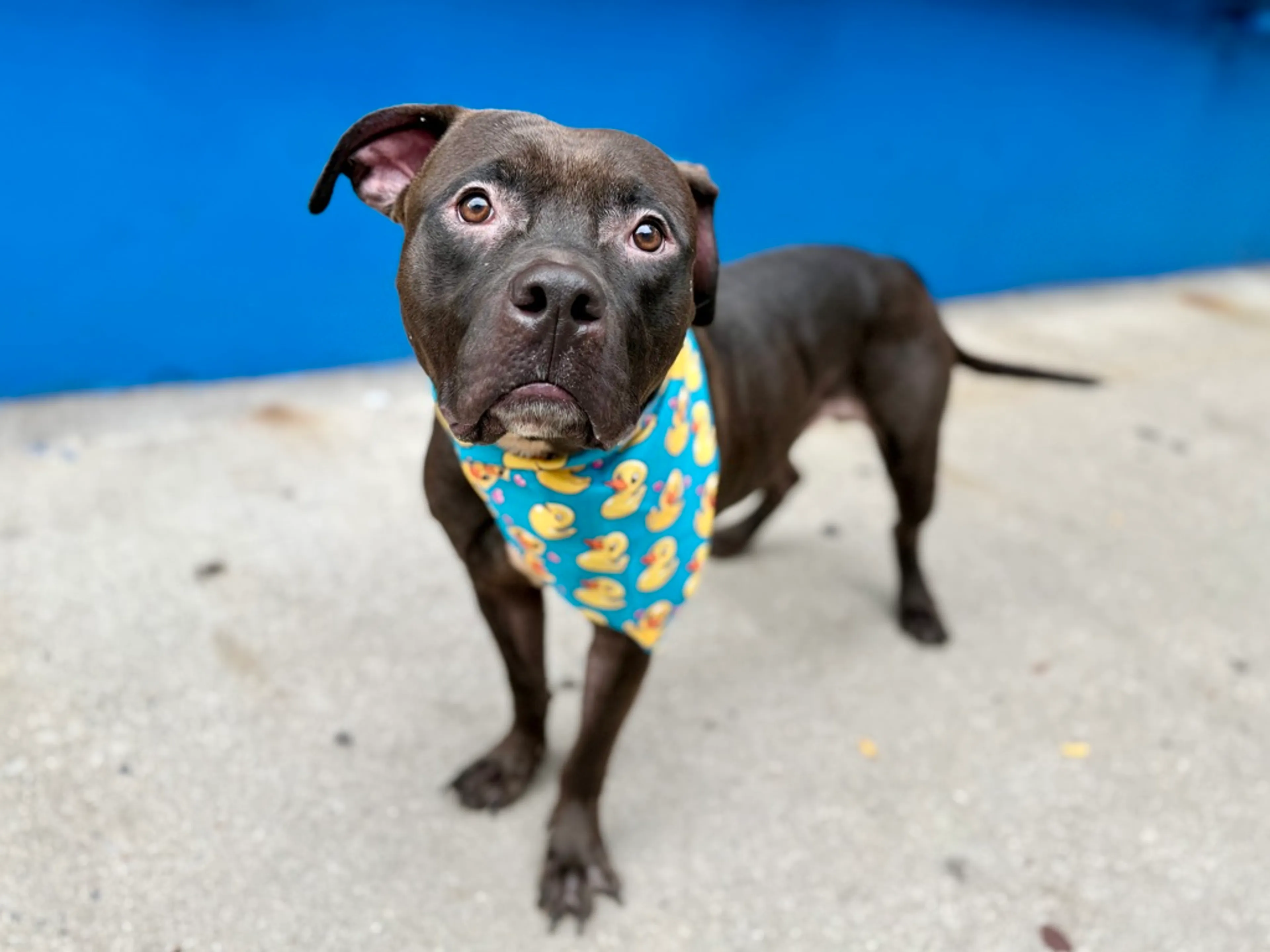 cdn image