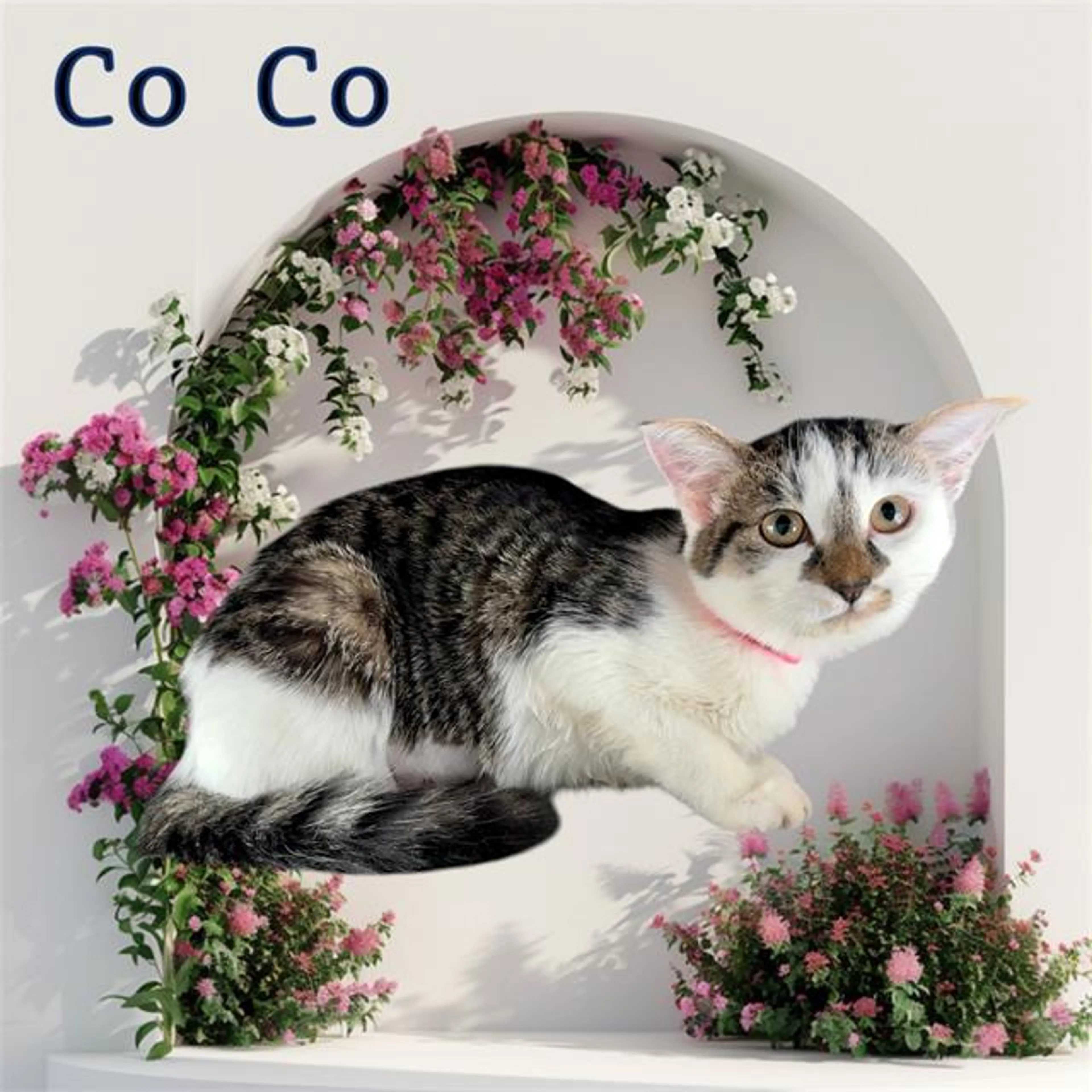 cdn image