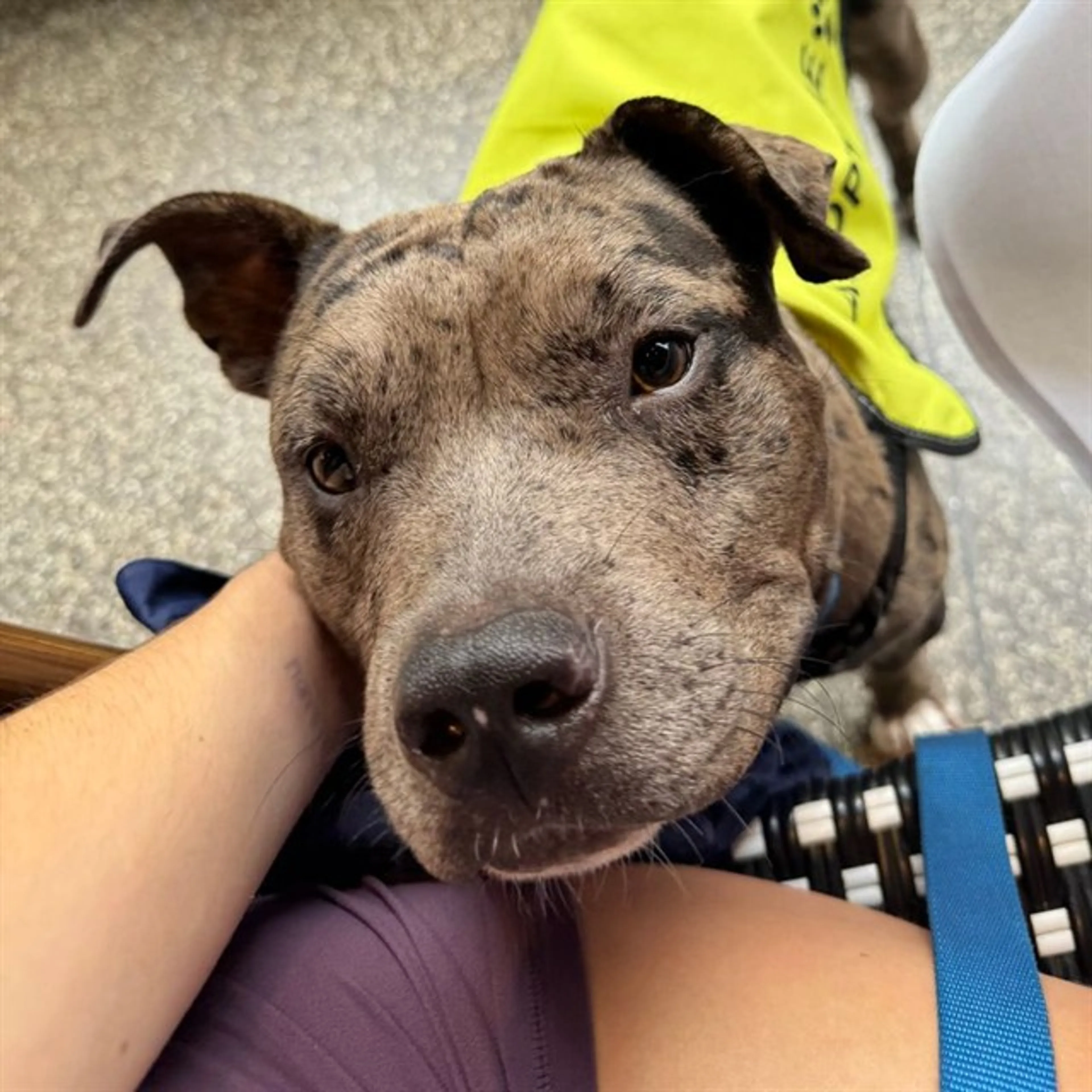 cdn image