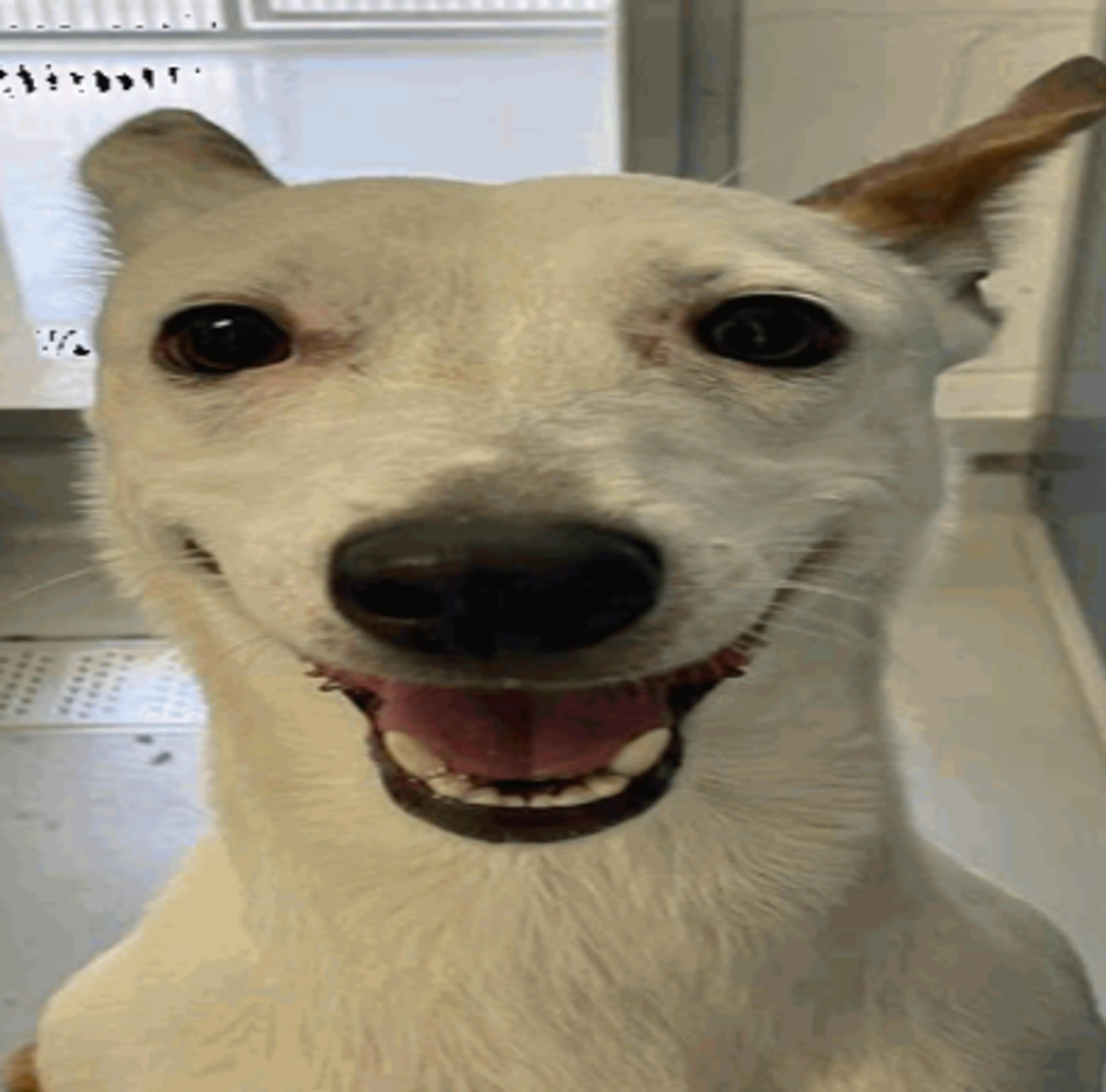 cdn image