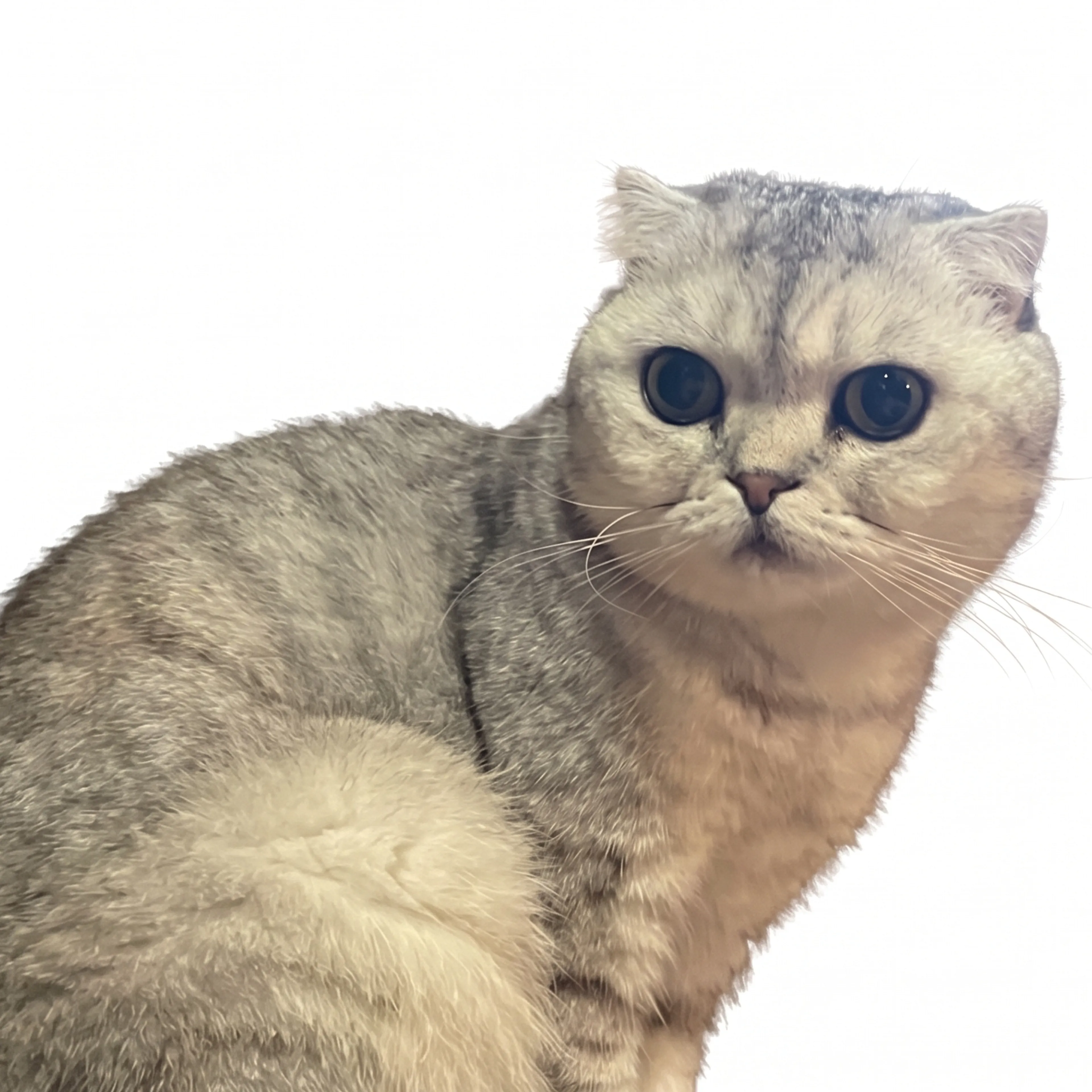 cdn image