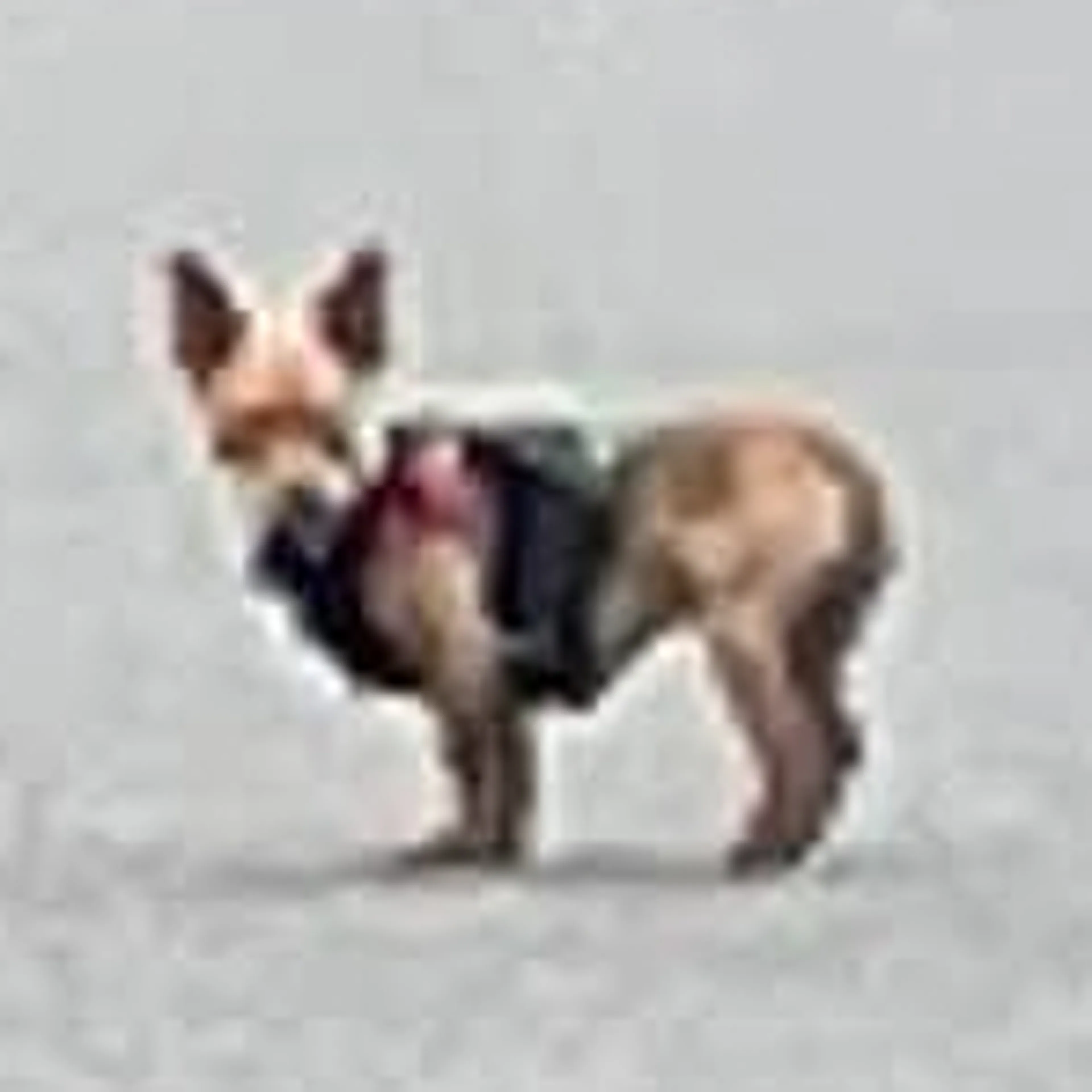 cdn image