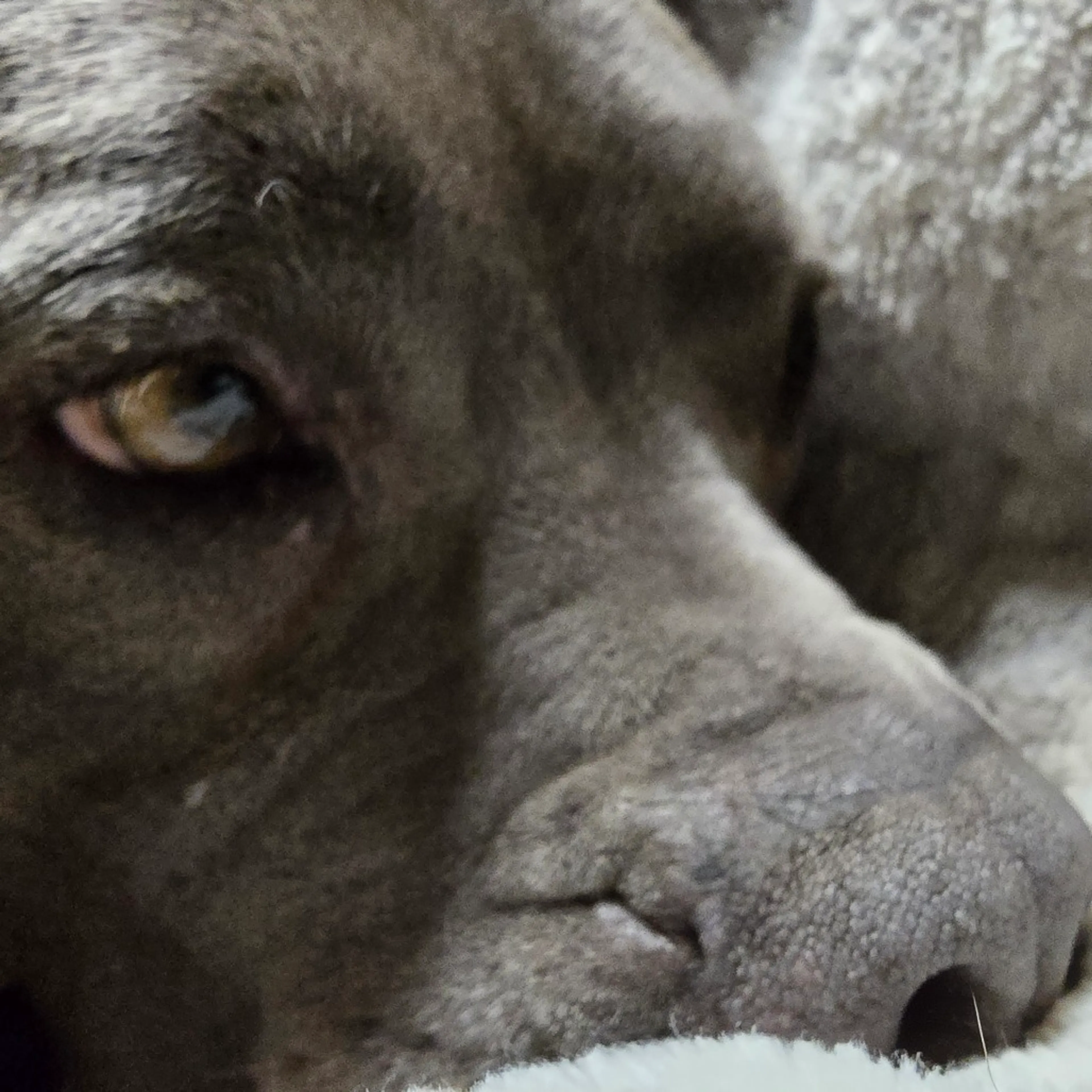 cdn image