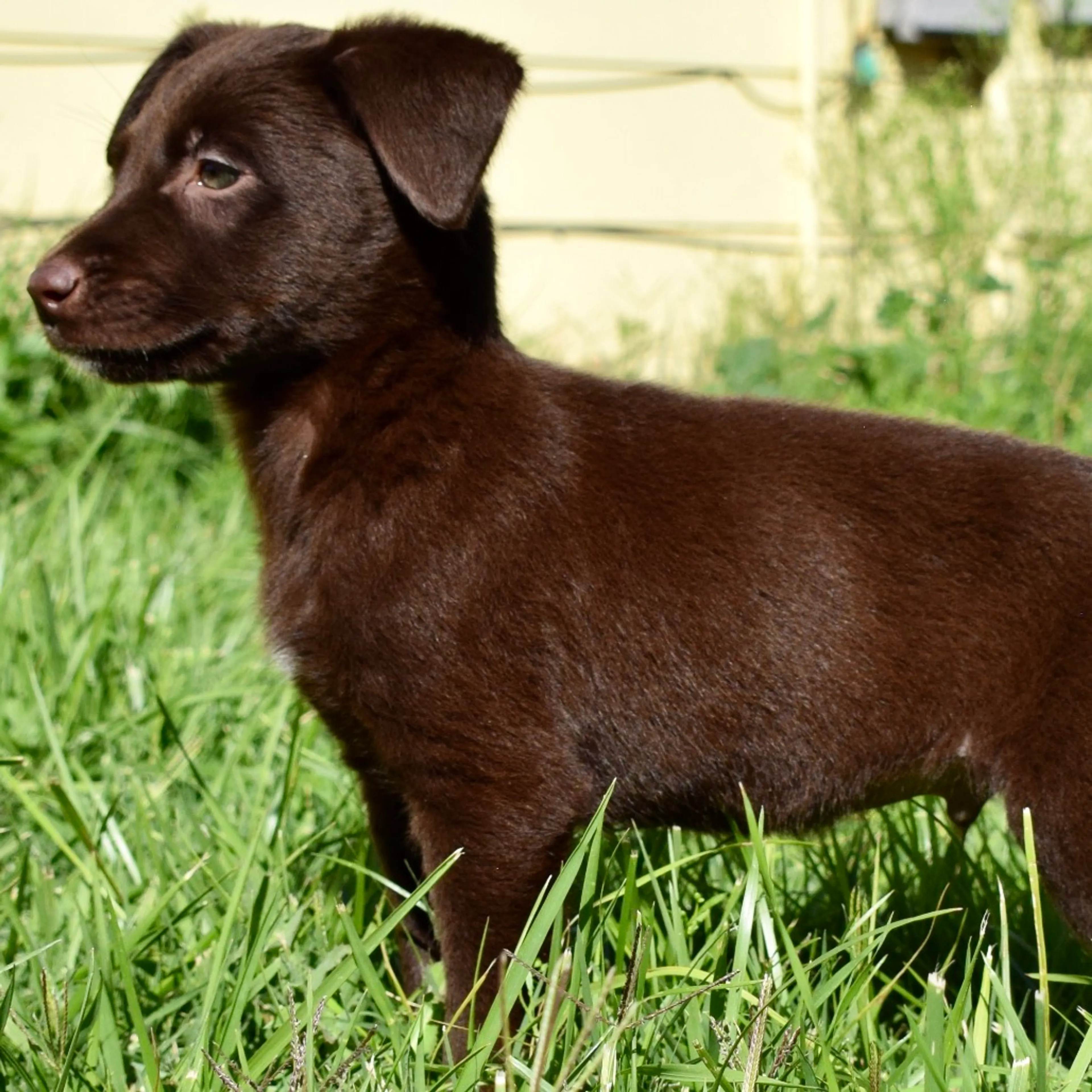 cdn image