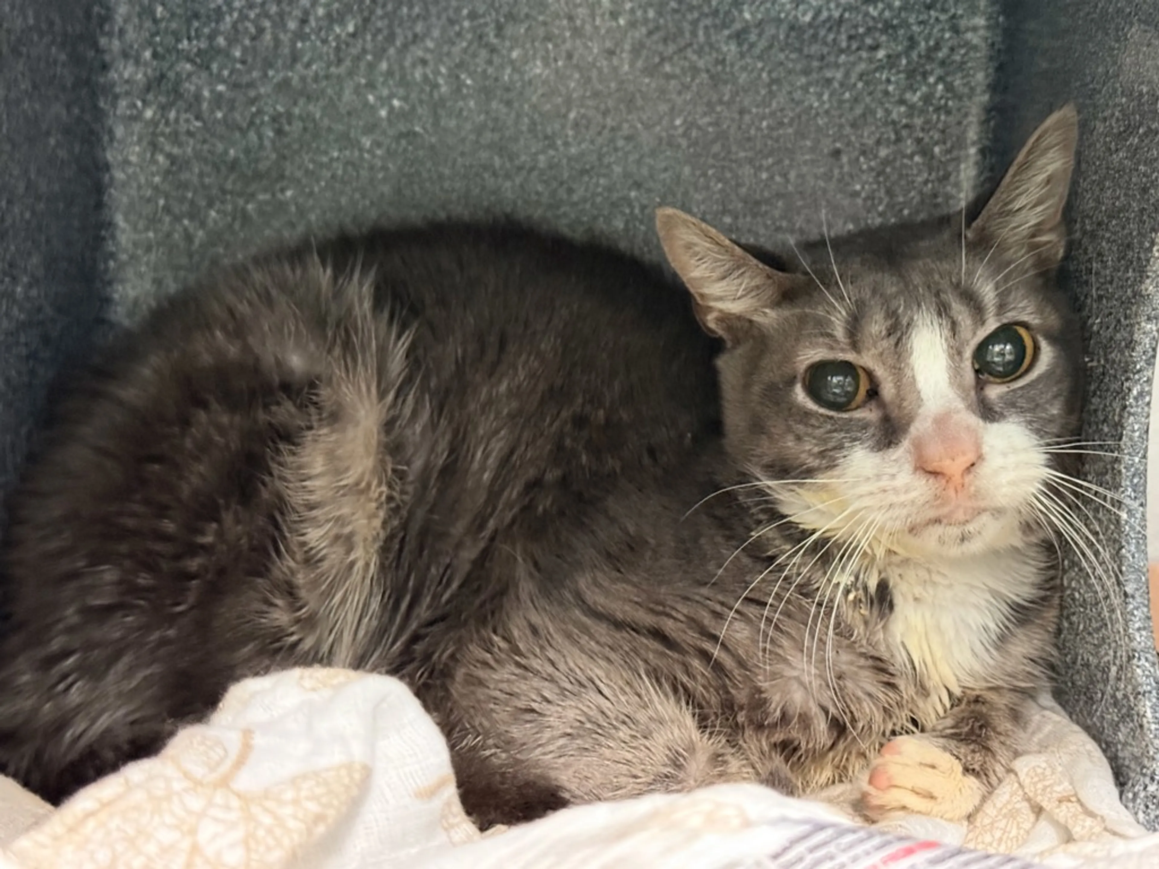 cdn image