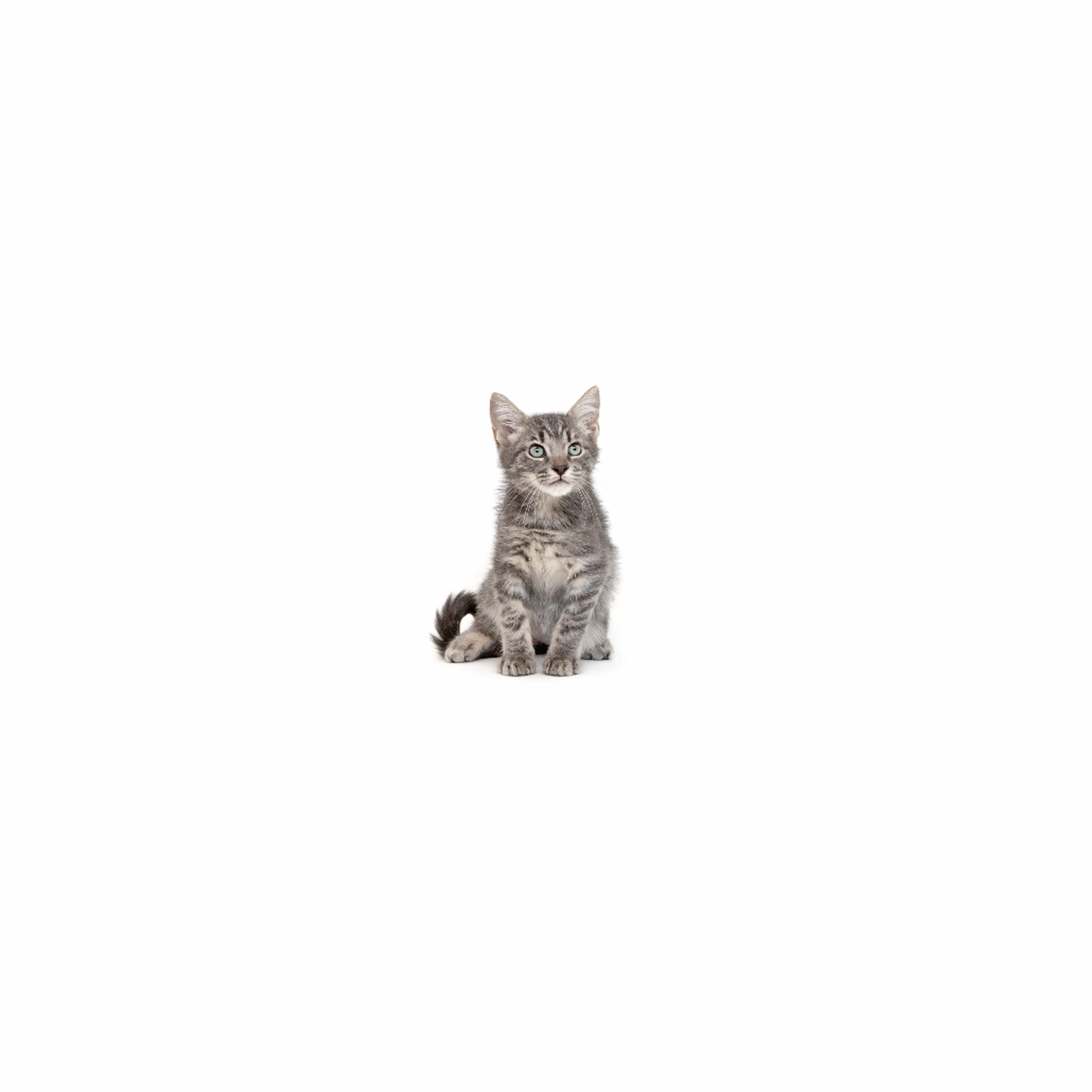 cdn image