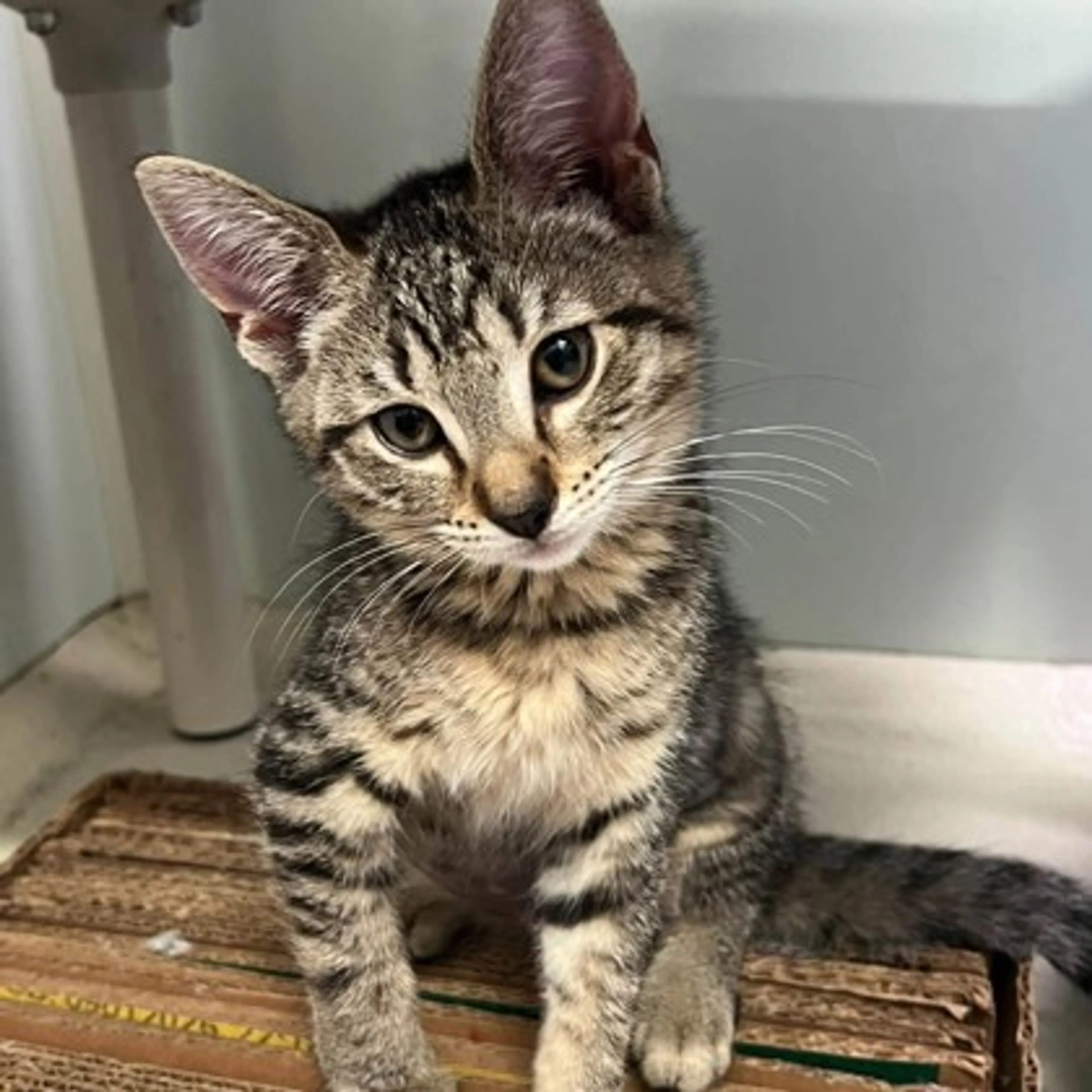 cdn image