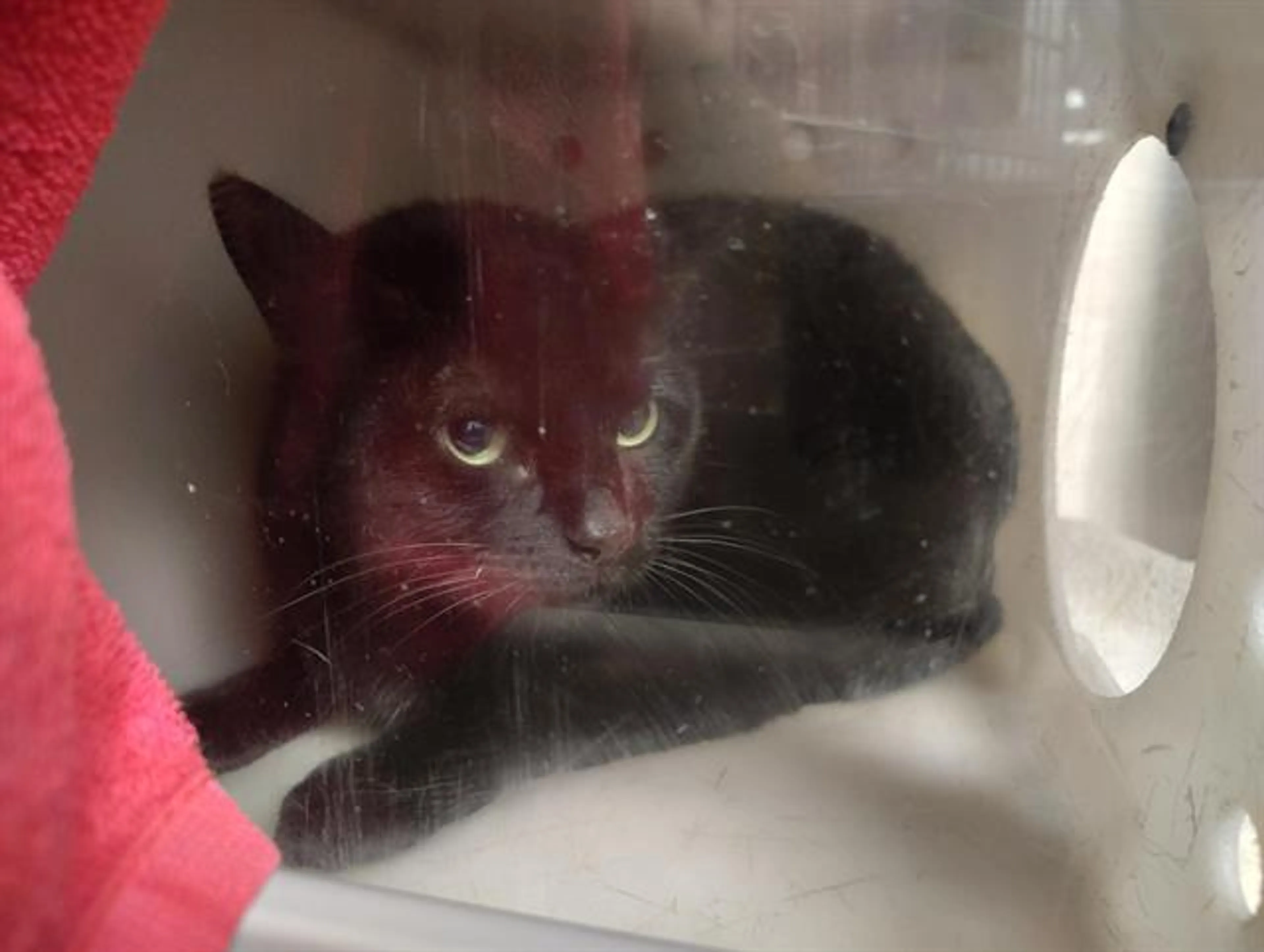 cdn image