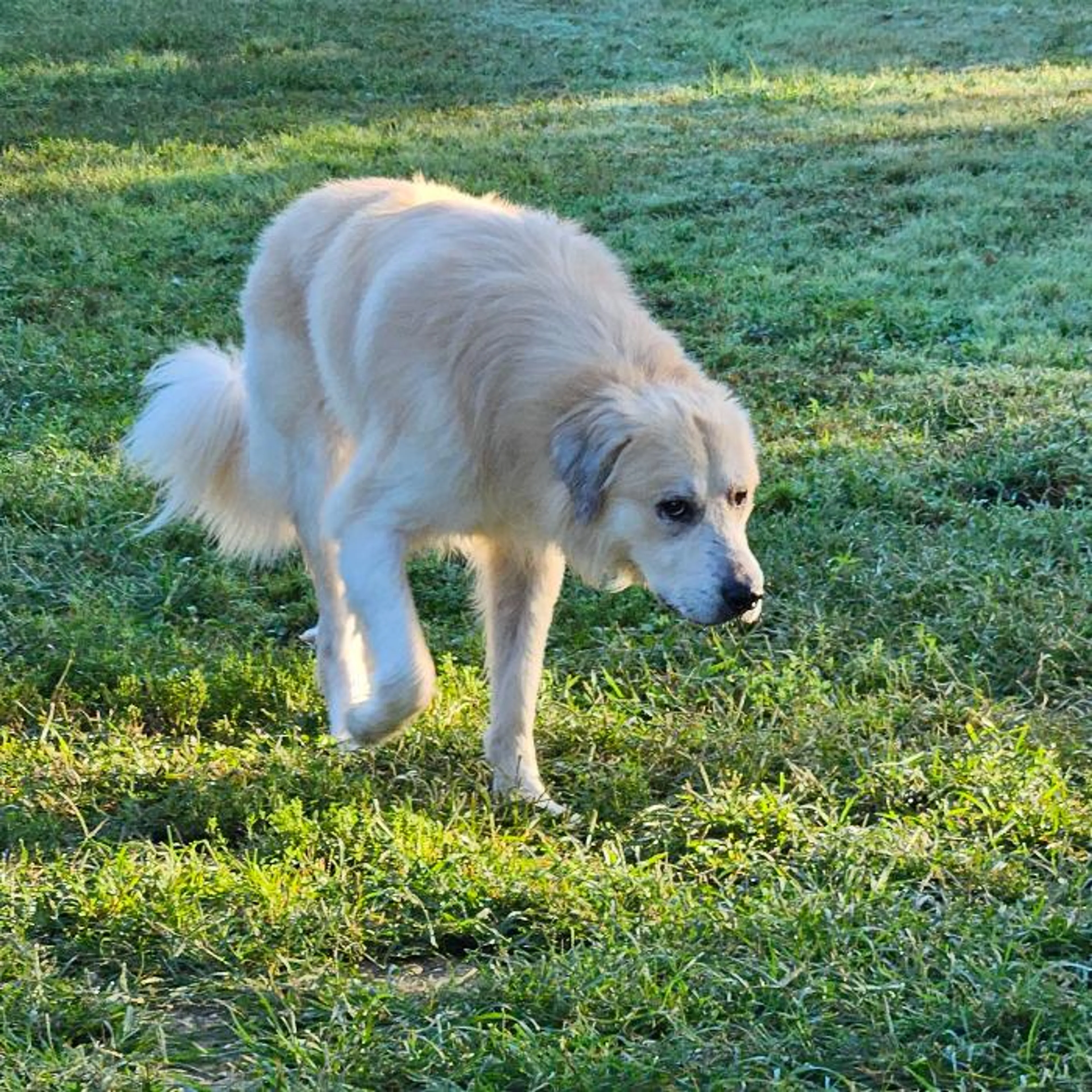 cdn image