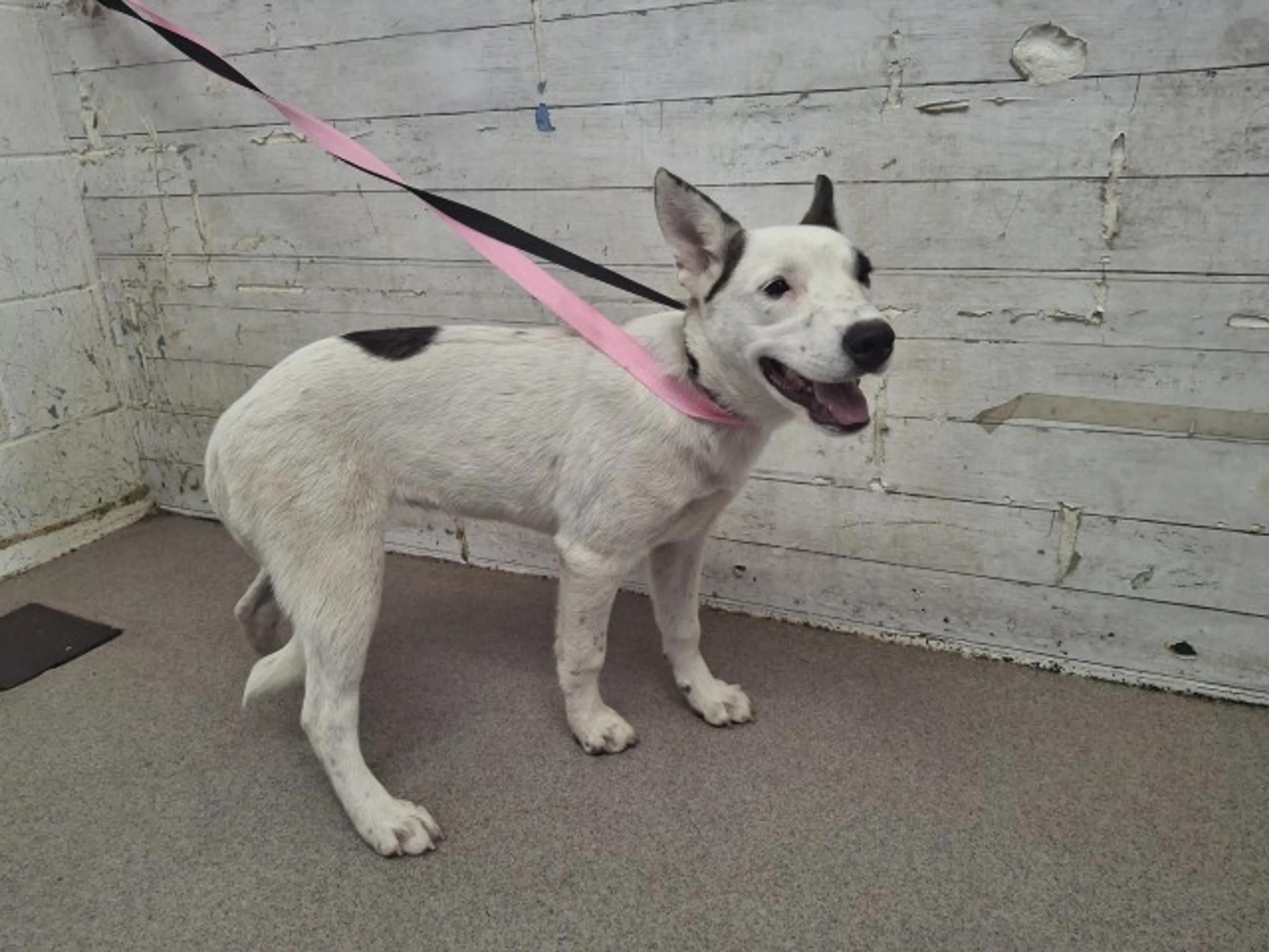 cdn image