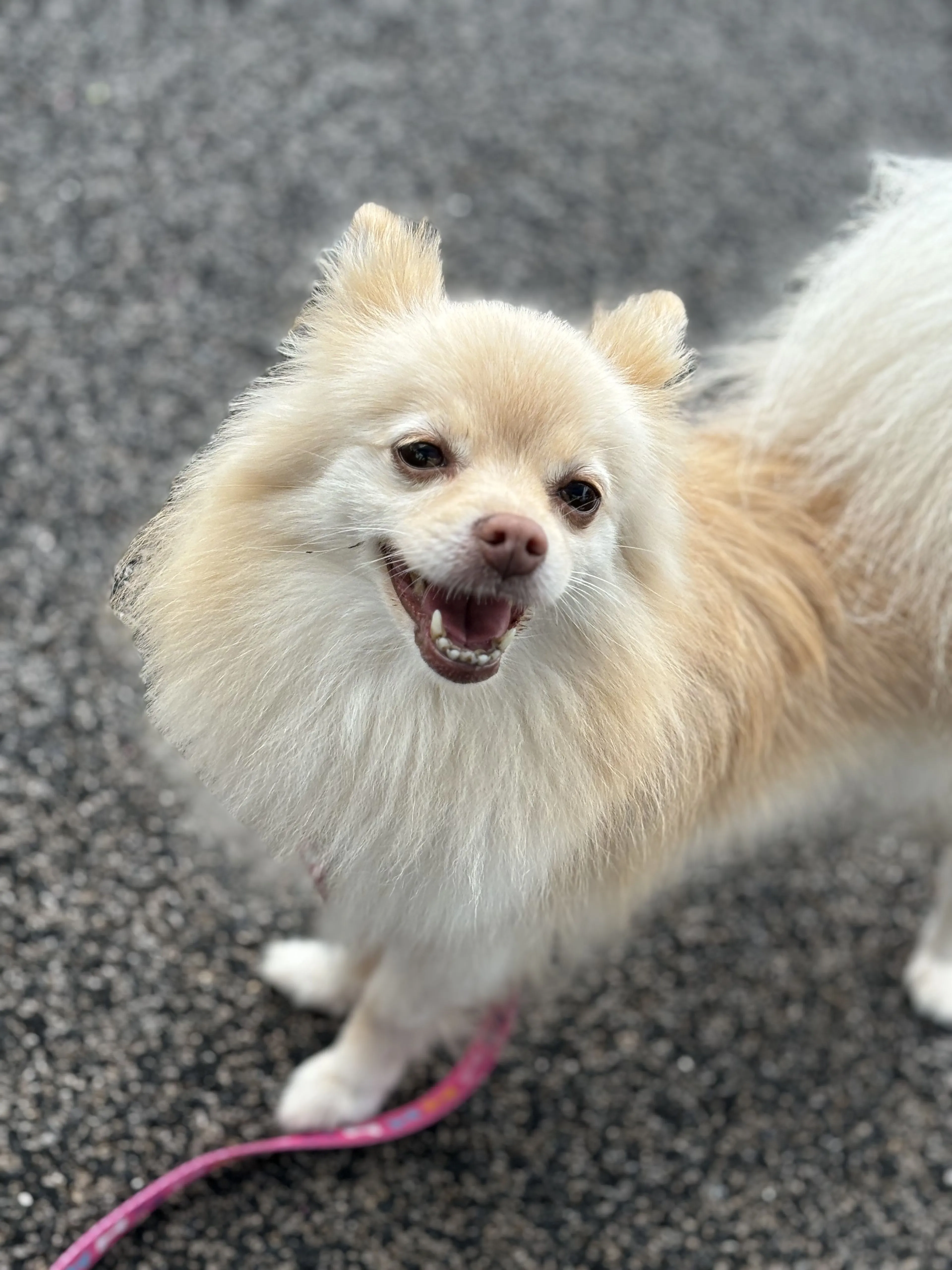cdn image