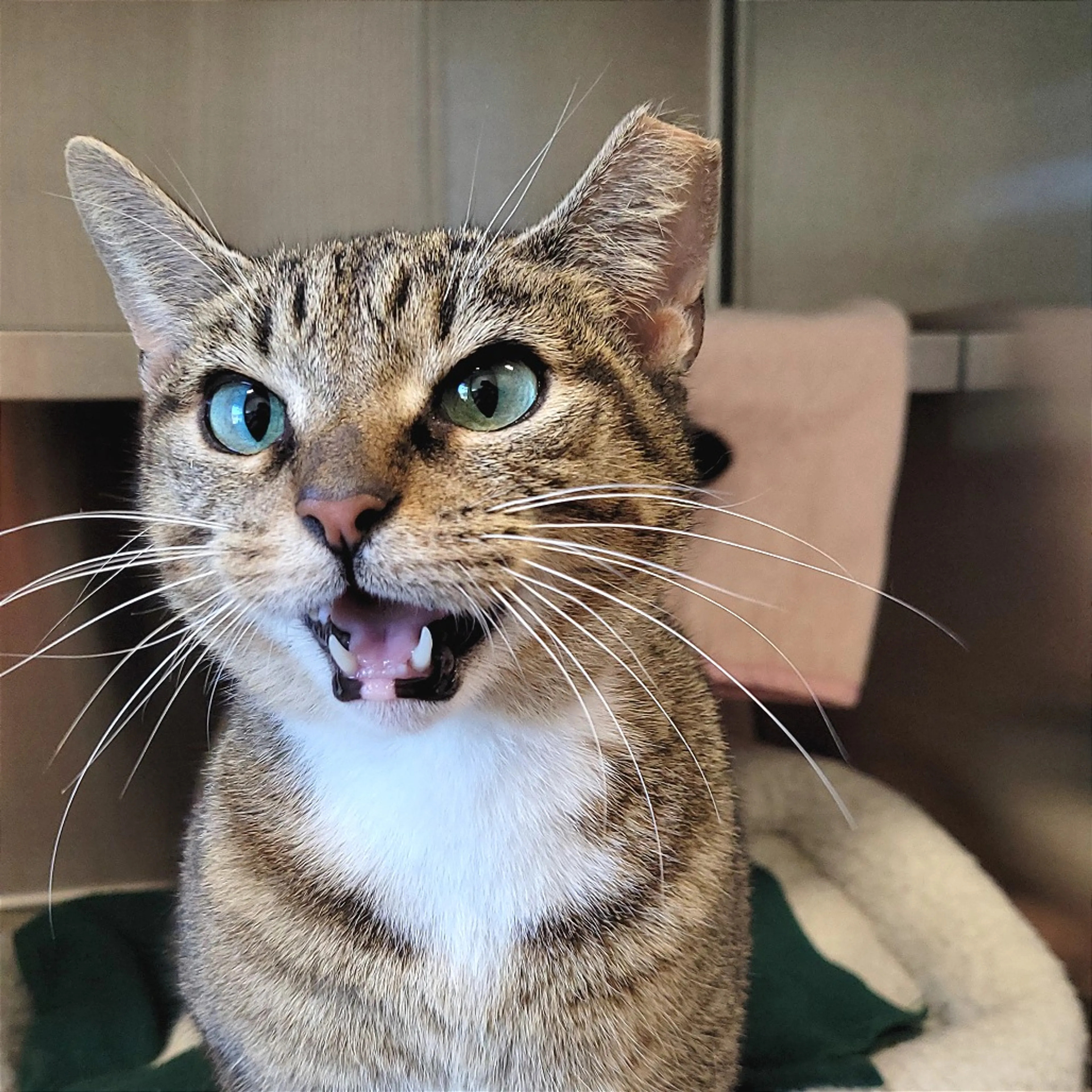 cdn image