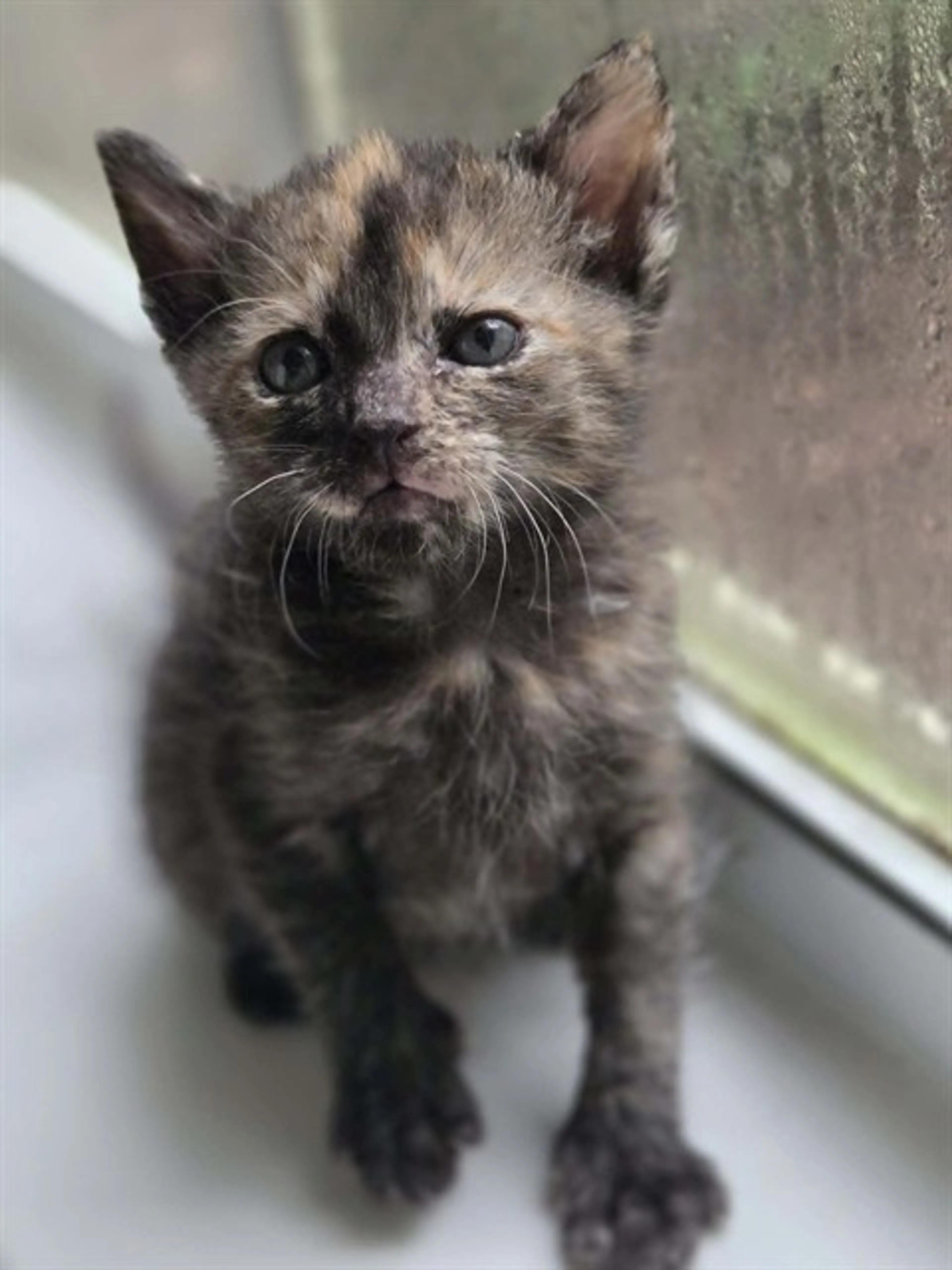 cdn image