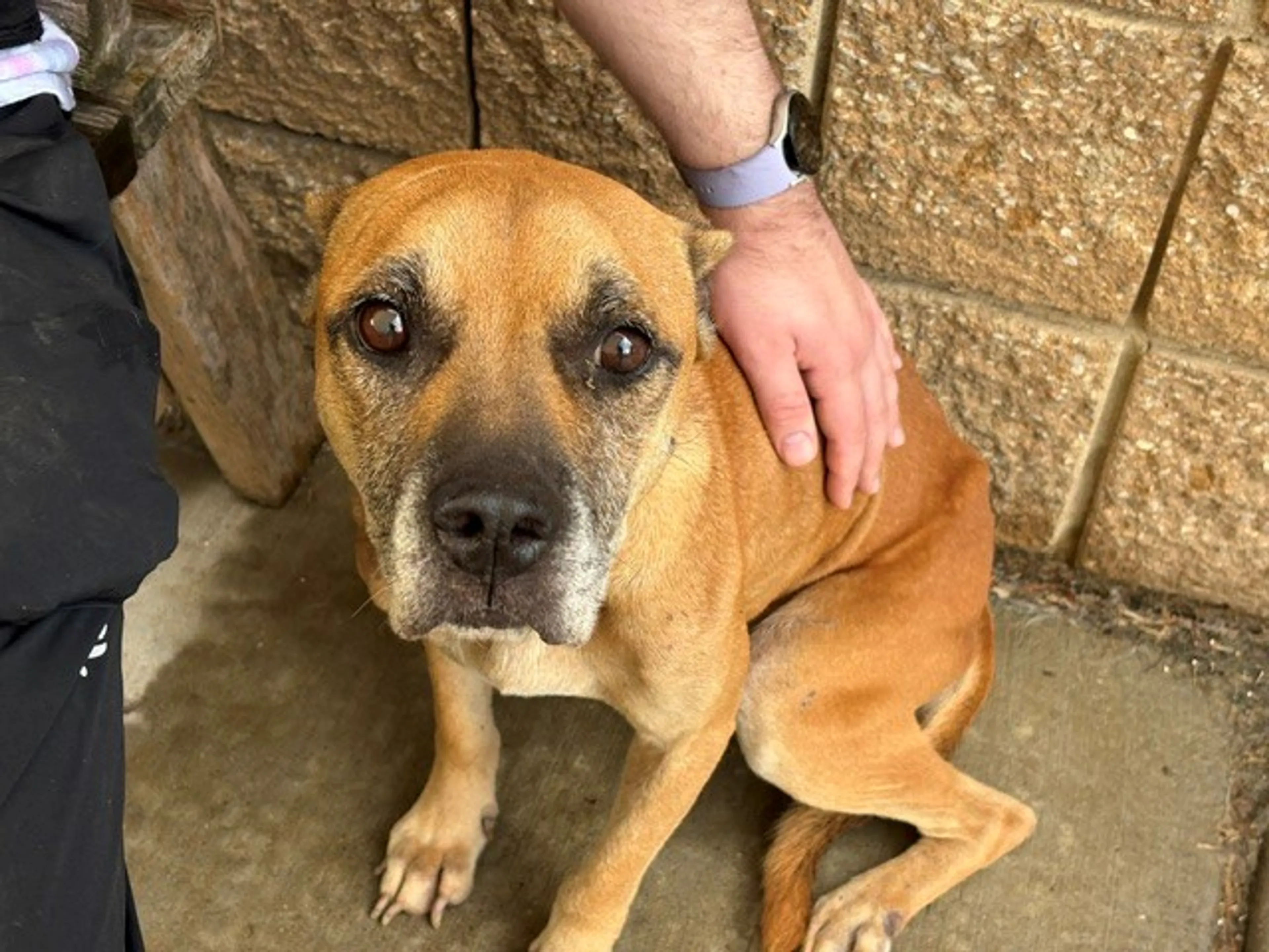 cdn image