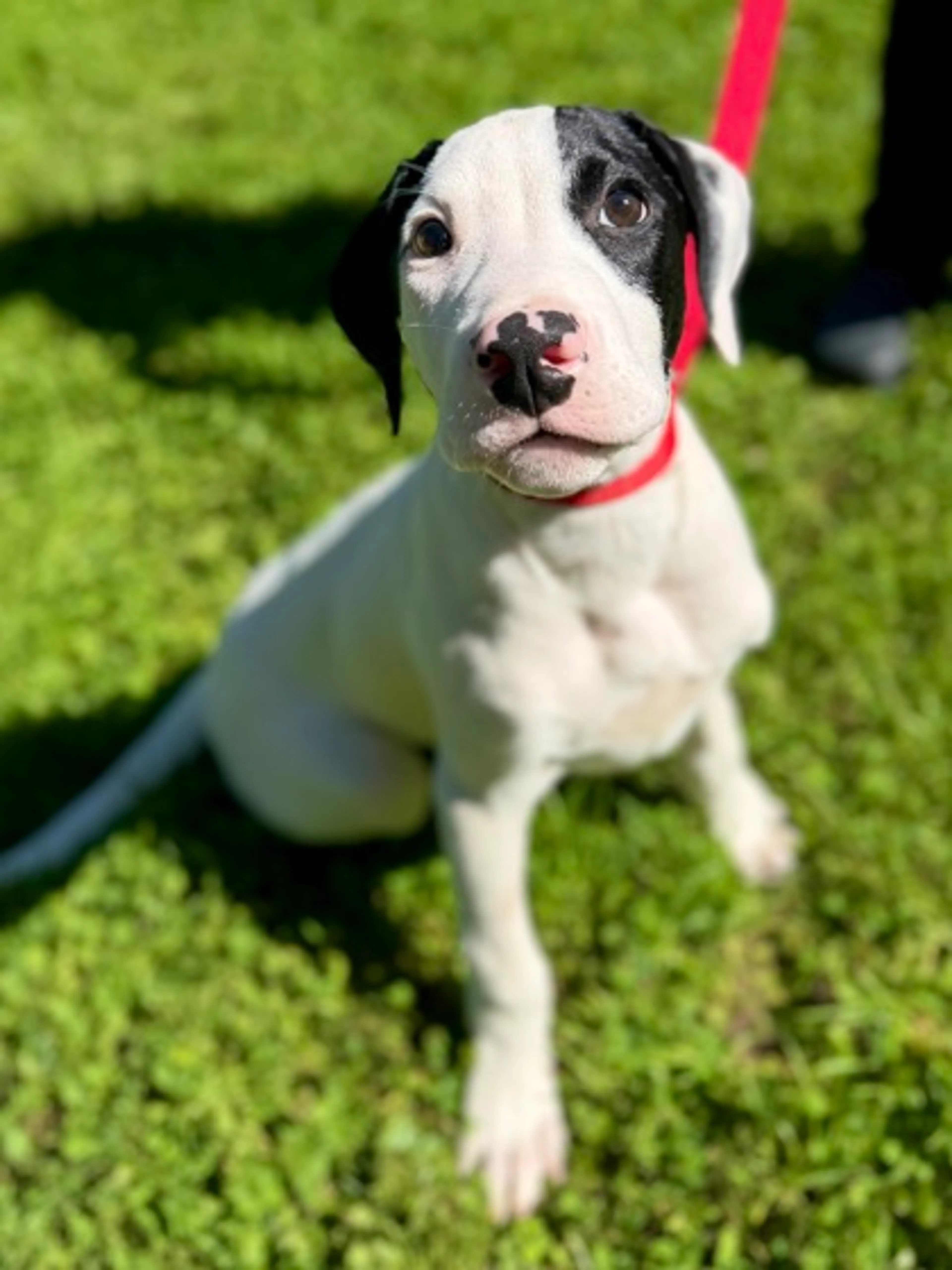 cdn image