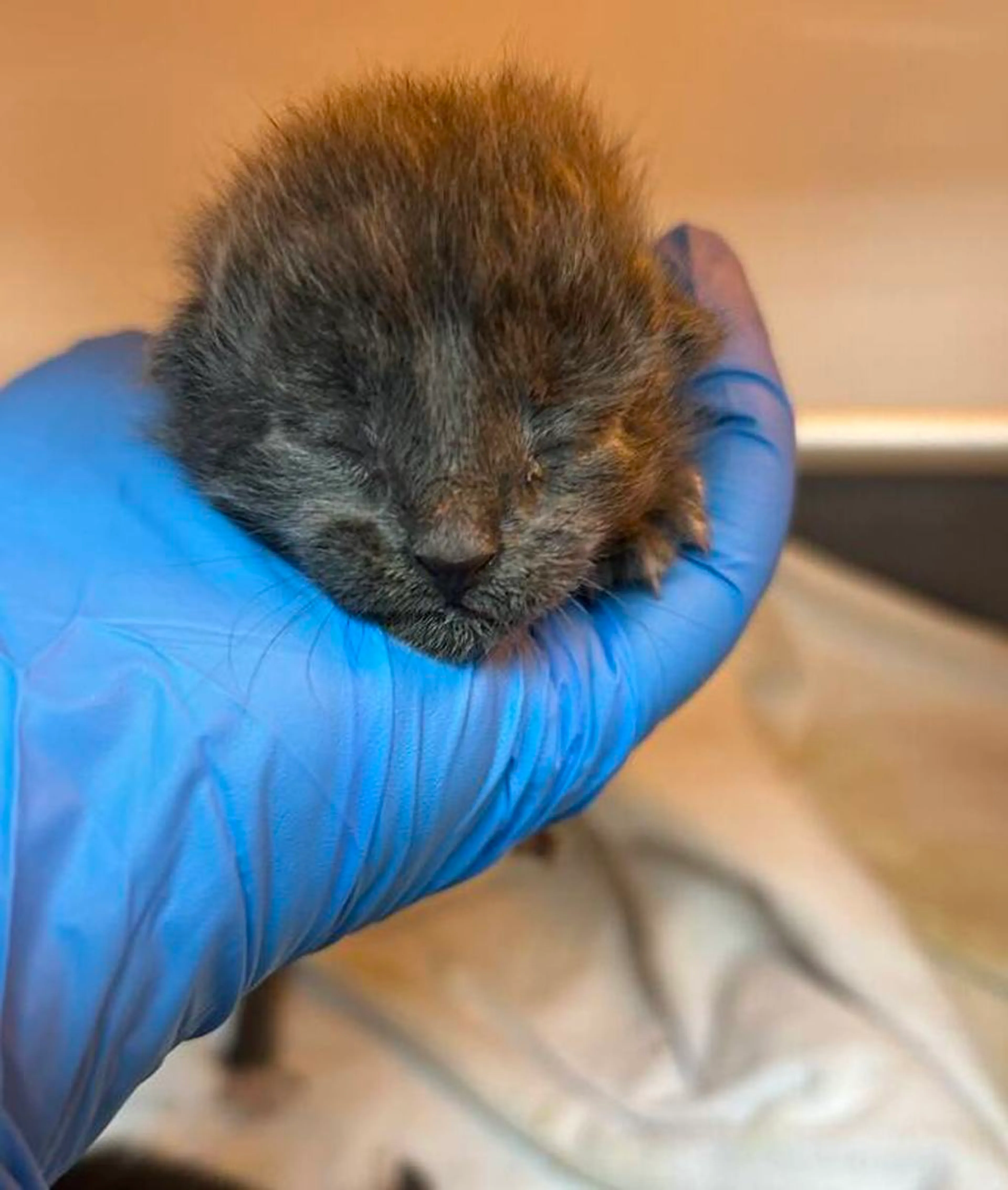 cdn image