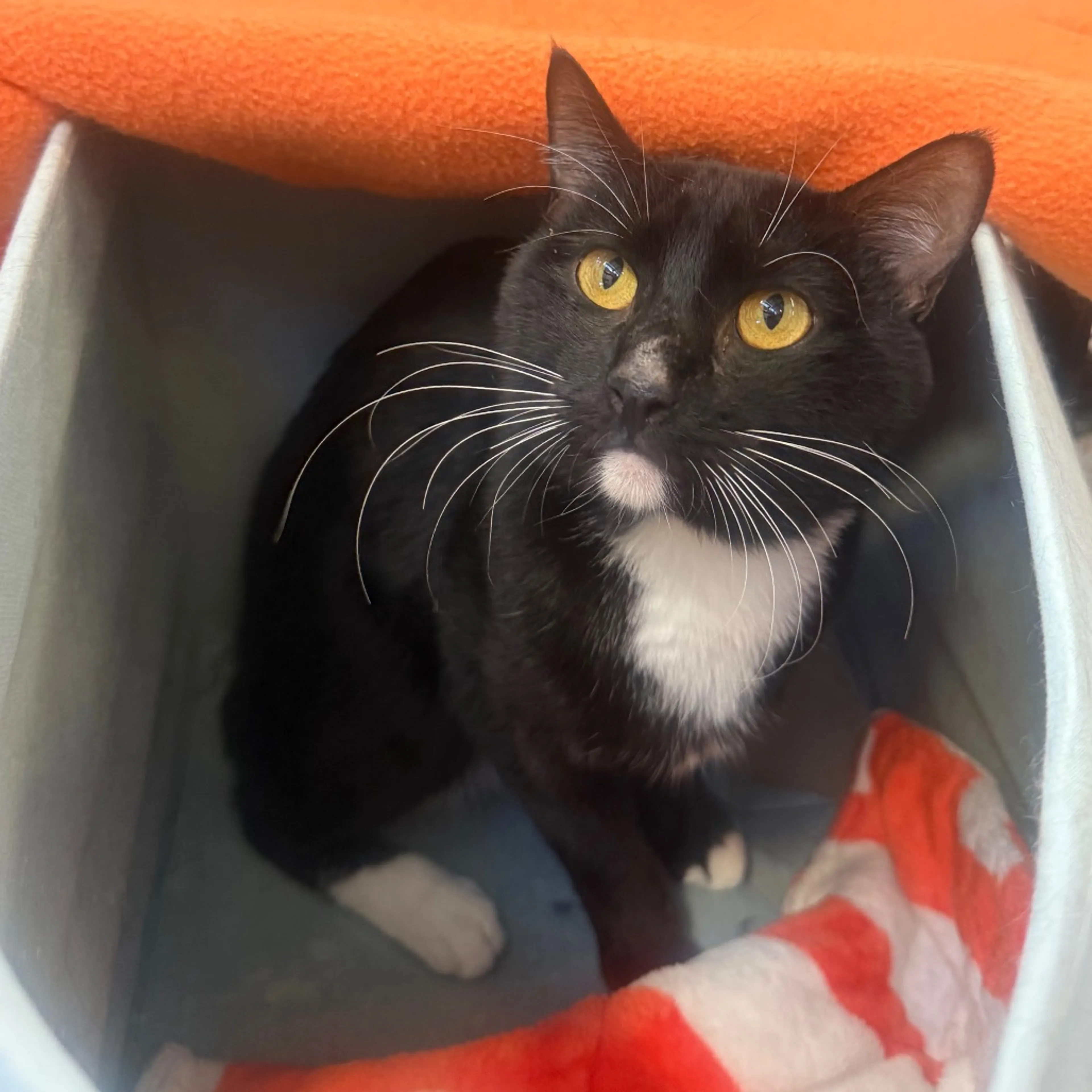 cdn image