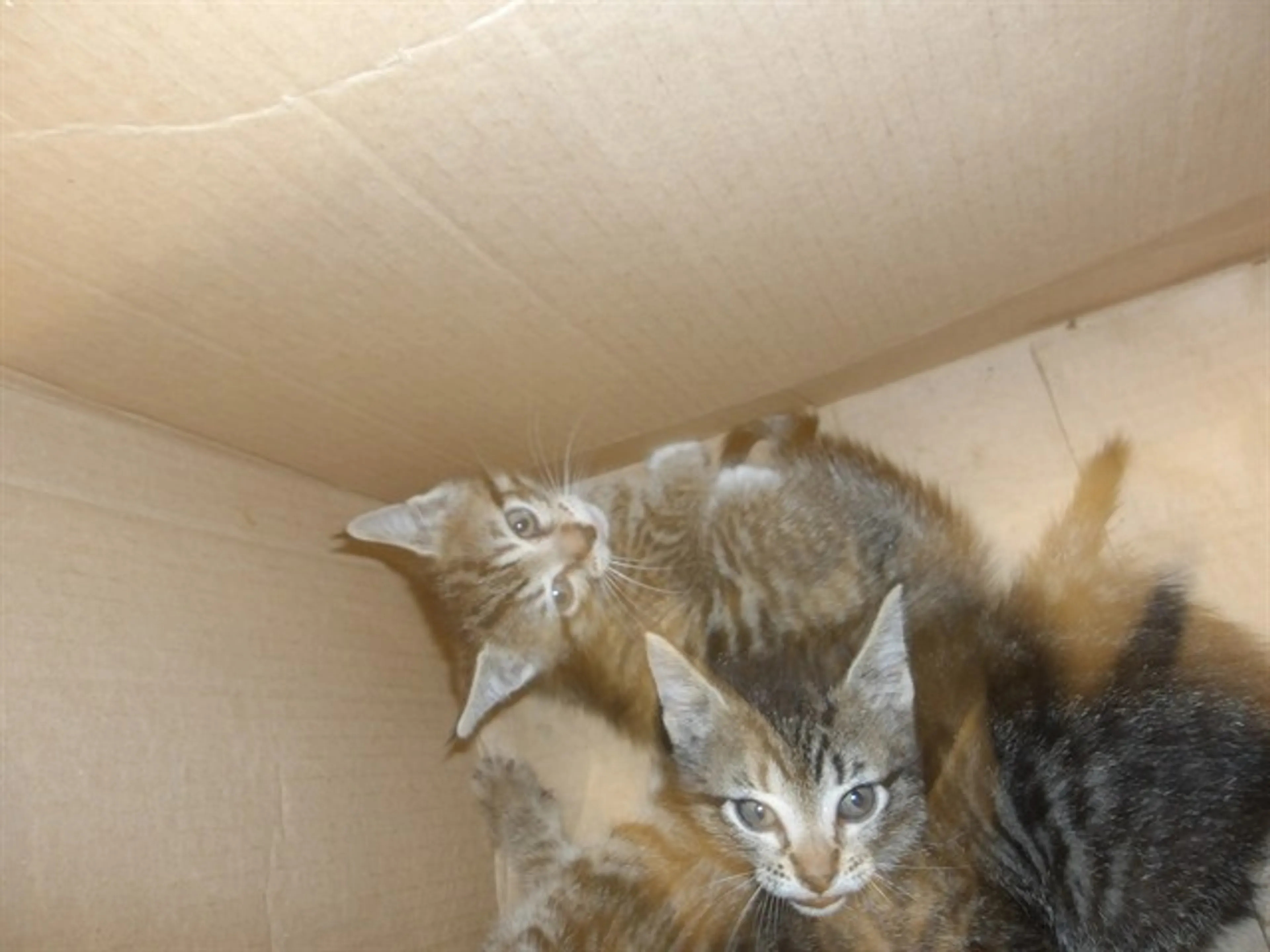 cdn image