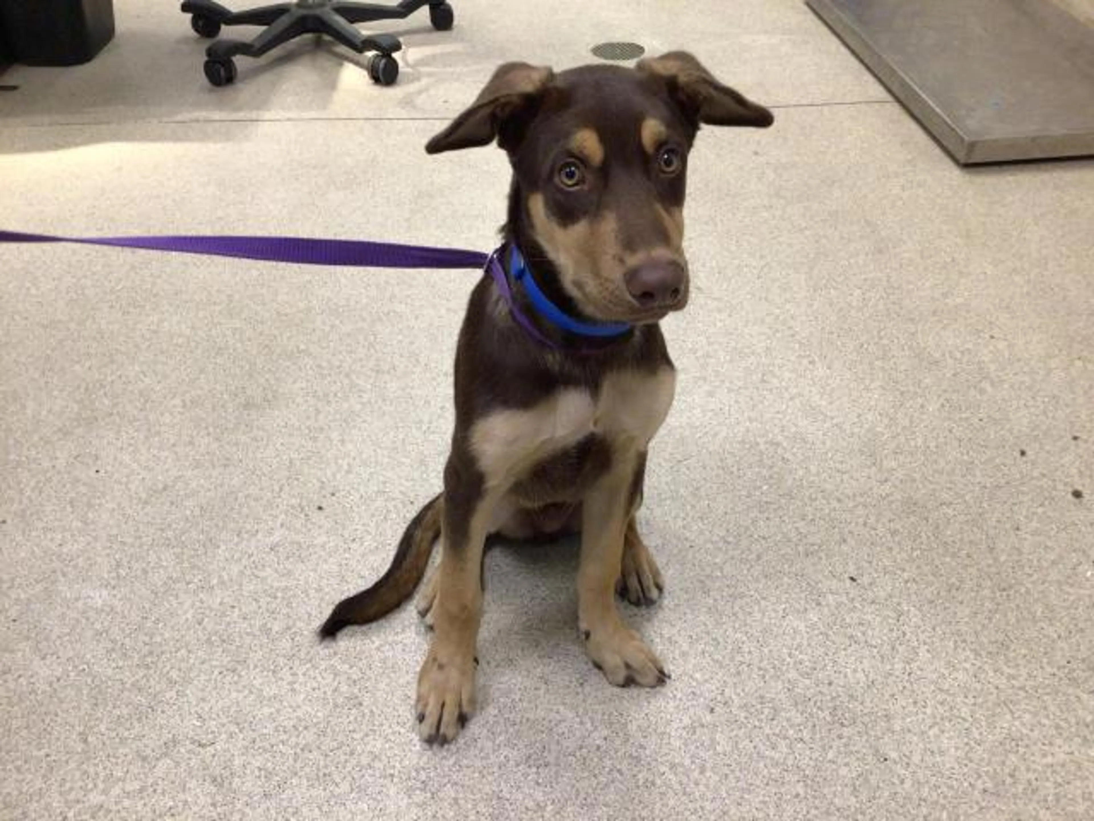 cdn image