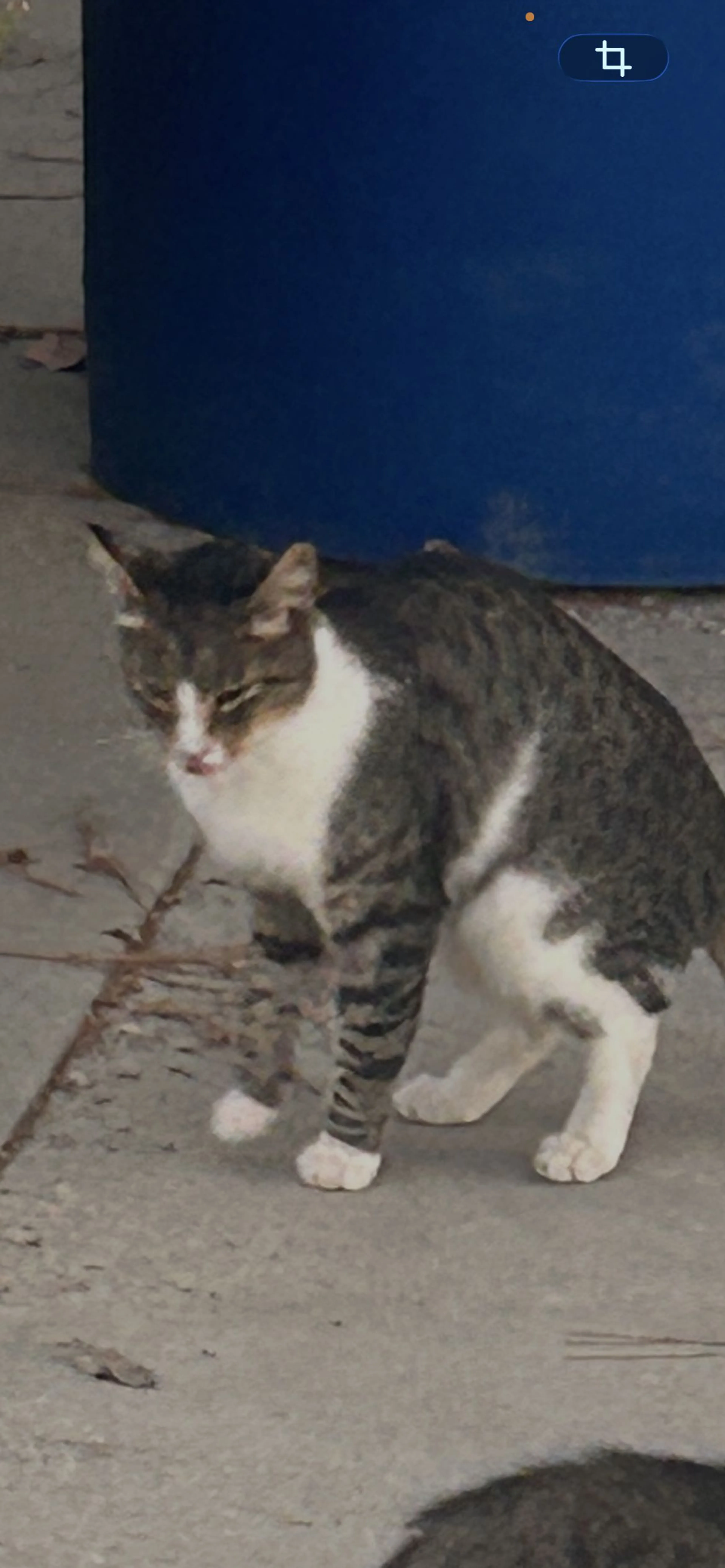 cdn image