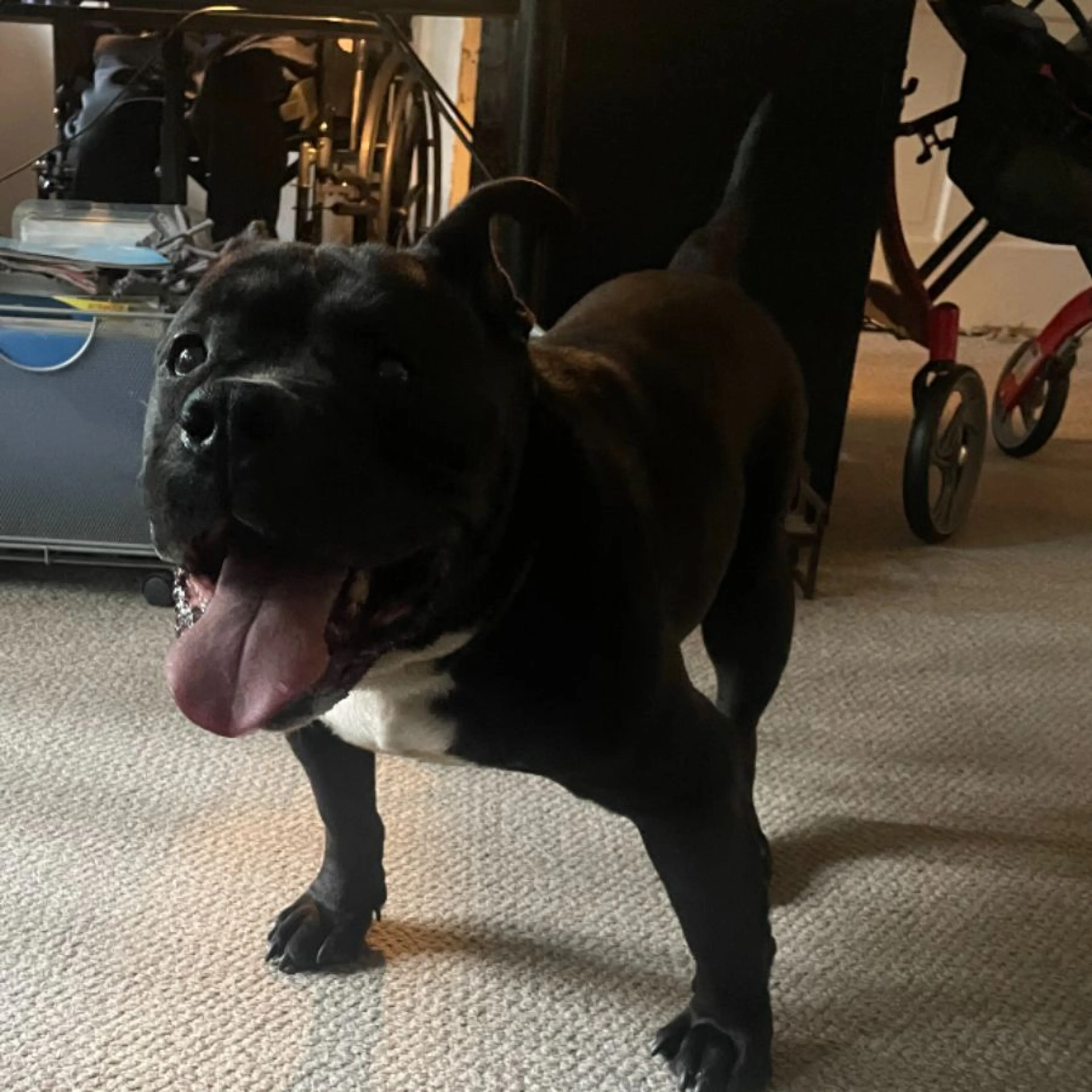 cdn image