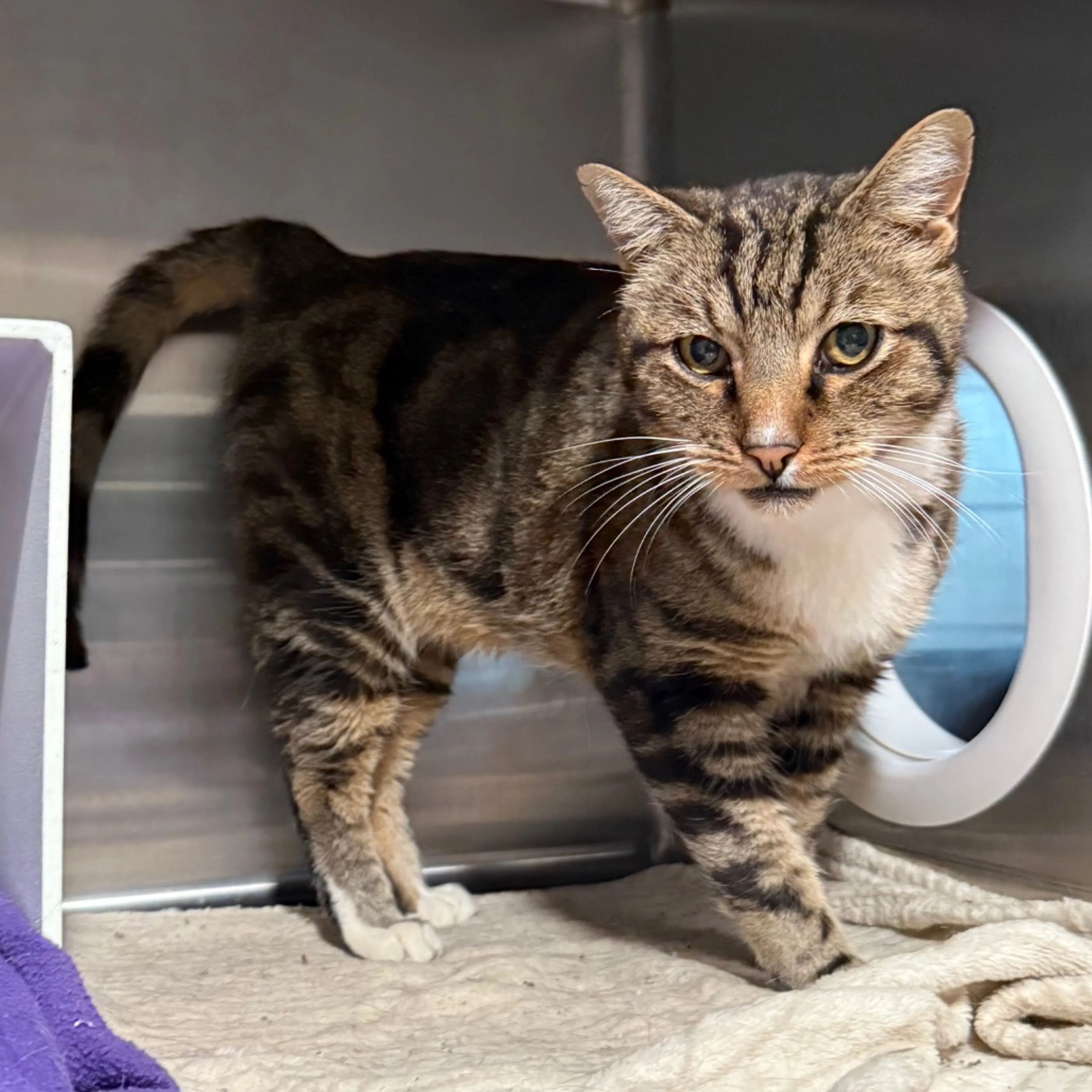 cdn image