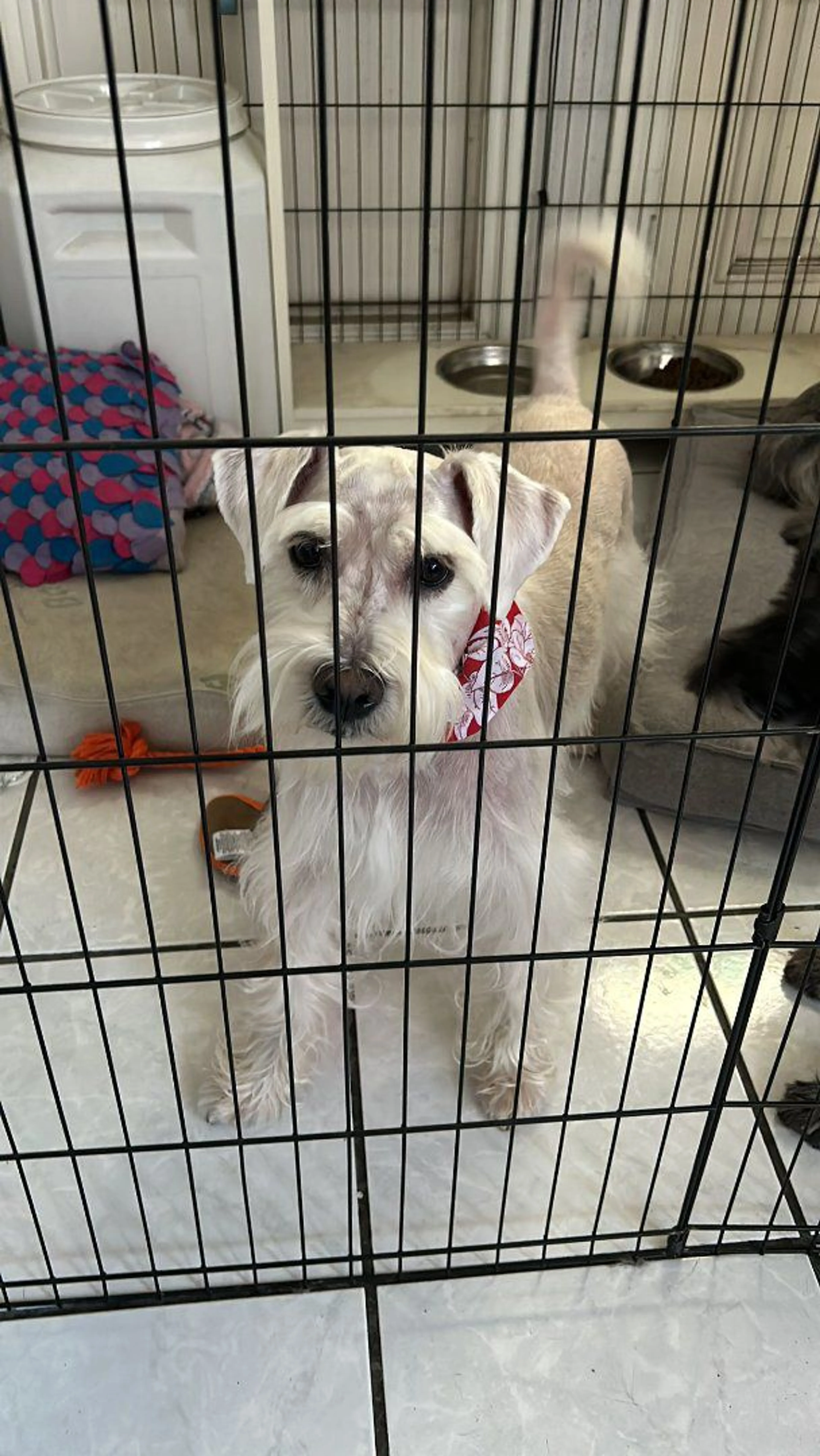 cdn image