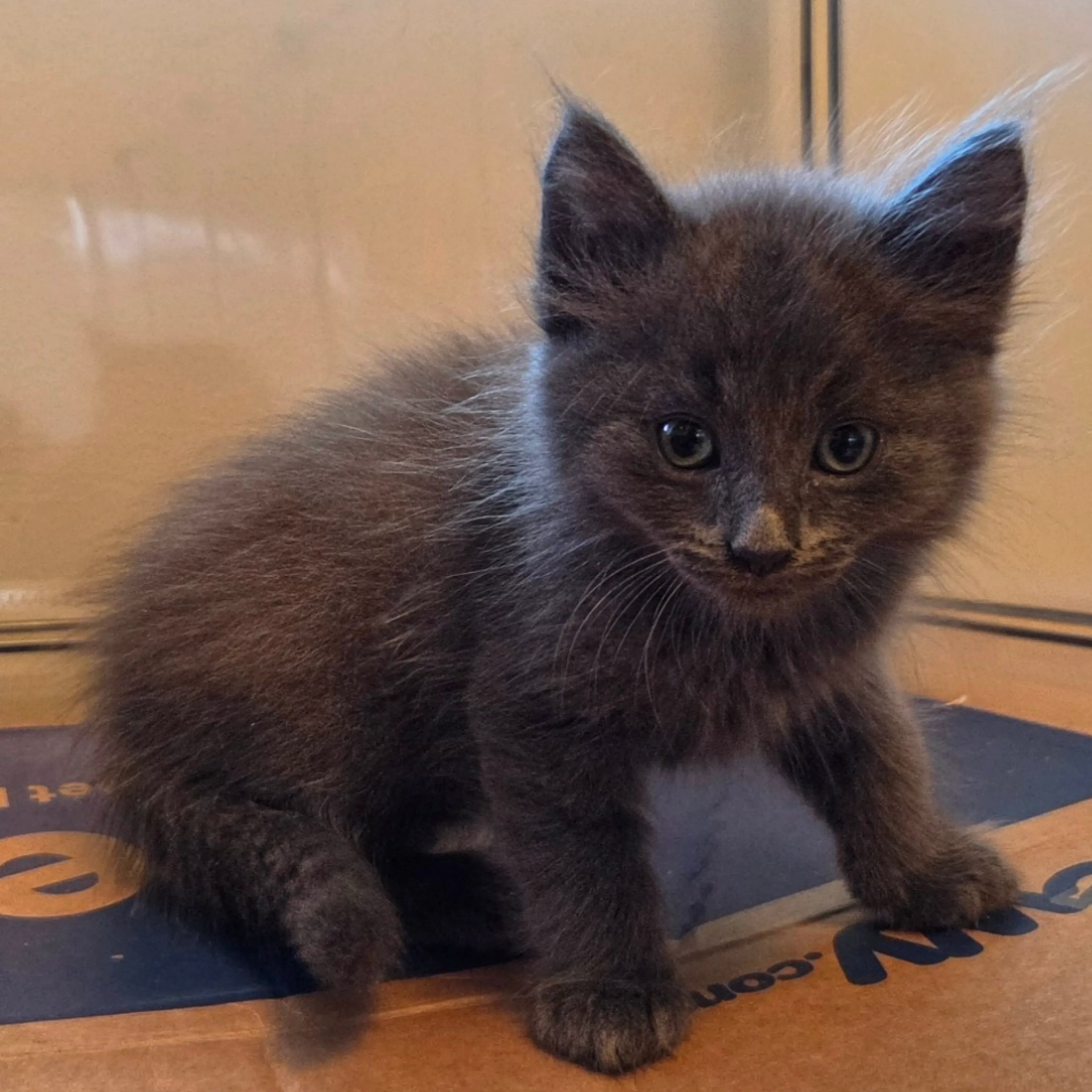 cdn image